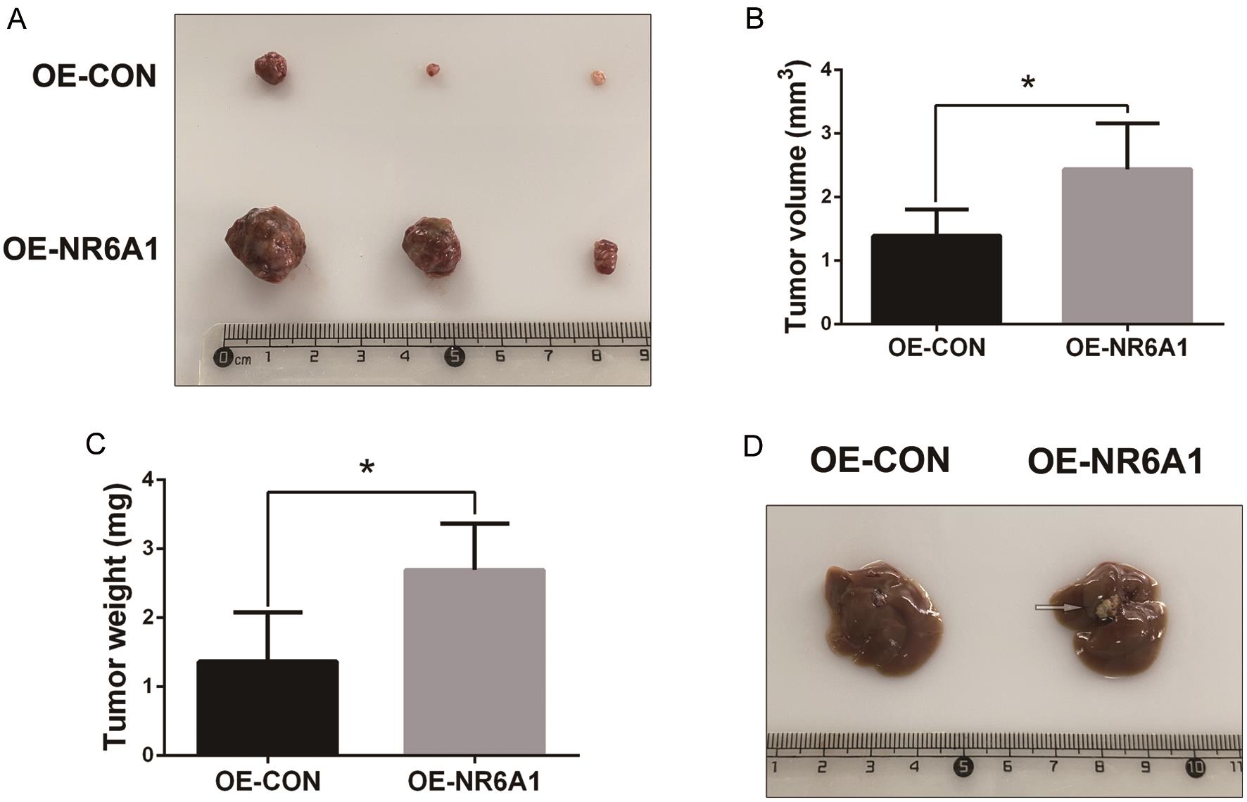 Effect of NR6A1 on tumor growth <italic>in vivo</italic>.