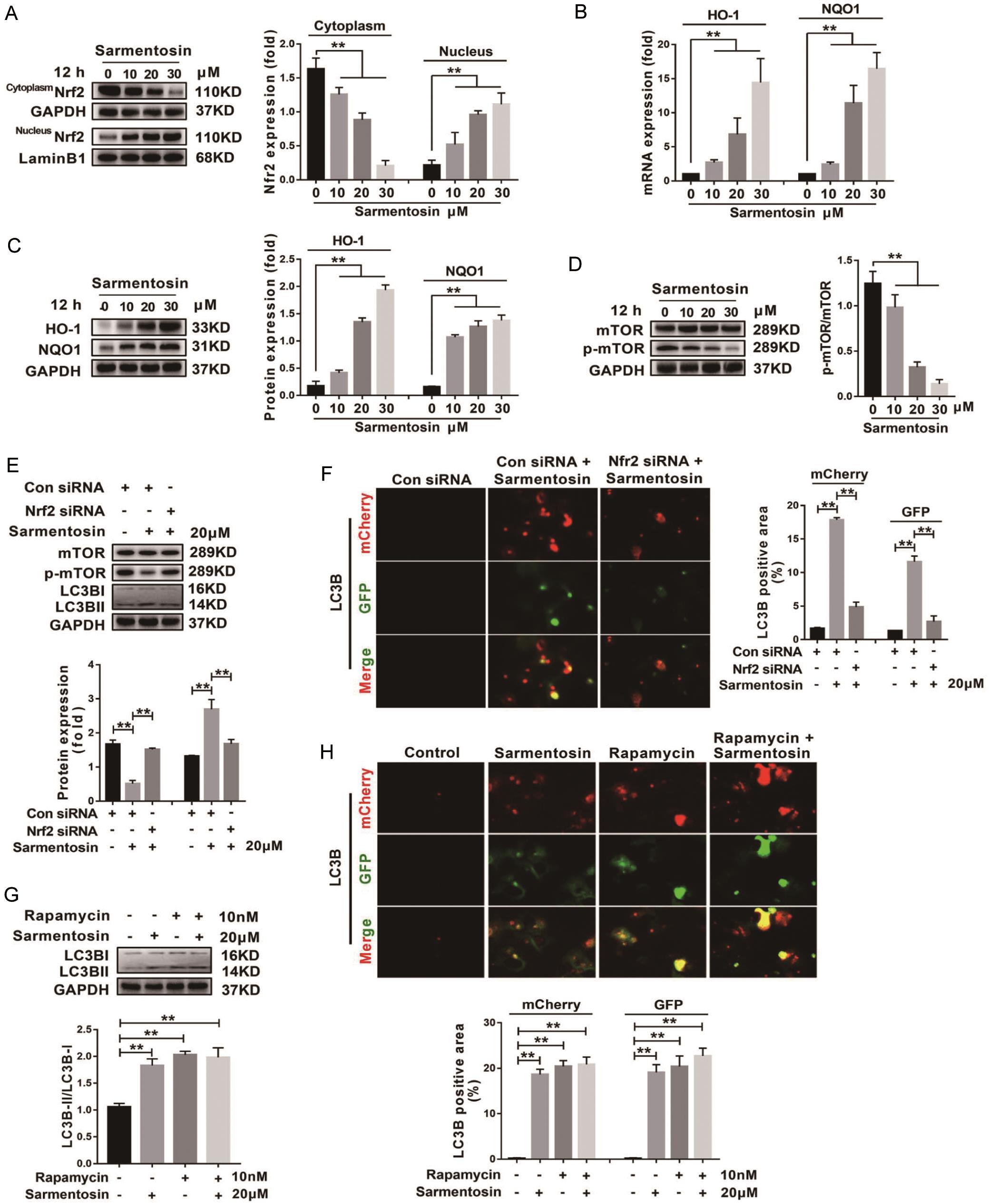 Nrf2 activation is required for sarmentosin to inhibit mTOR signaling and induce autophagy in human HCC cells.