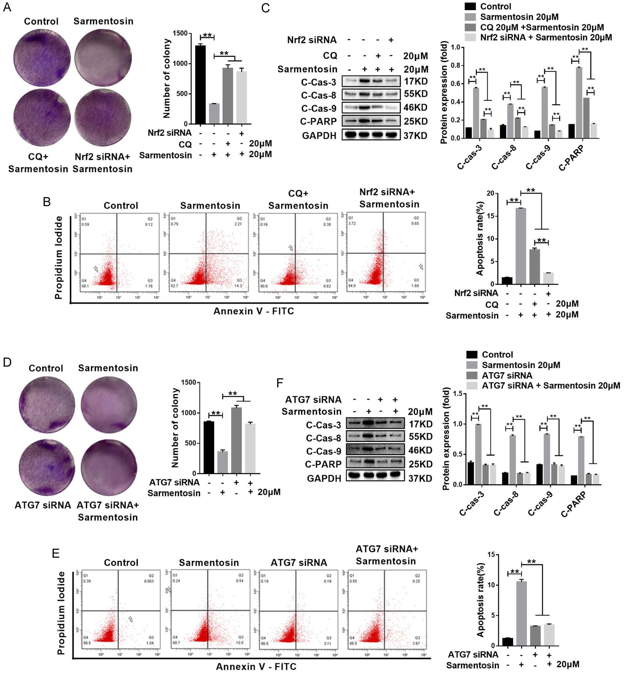 Activation of Nrf2 and autophagy is required for sarmentosin-induced apoptosis in HCC cells.