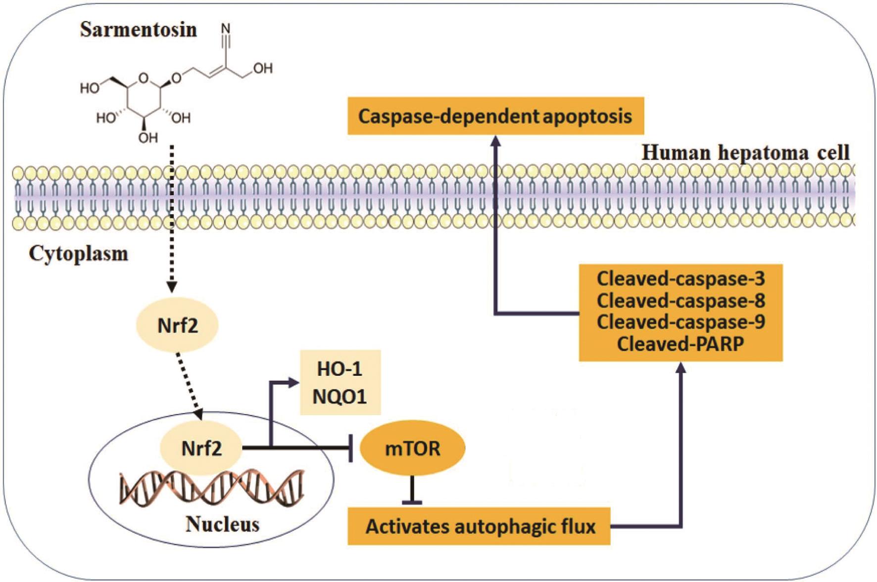 Illustration of the mechanism by which sarmentosin stimulated autophagy-dependent apoptosis in HCC cells.