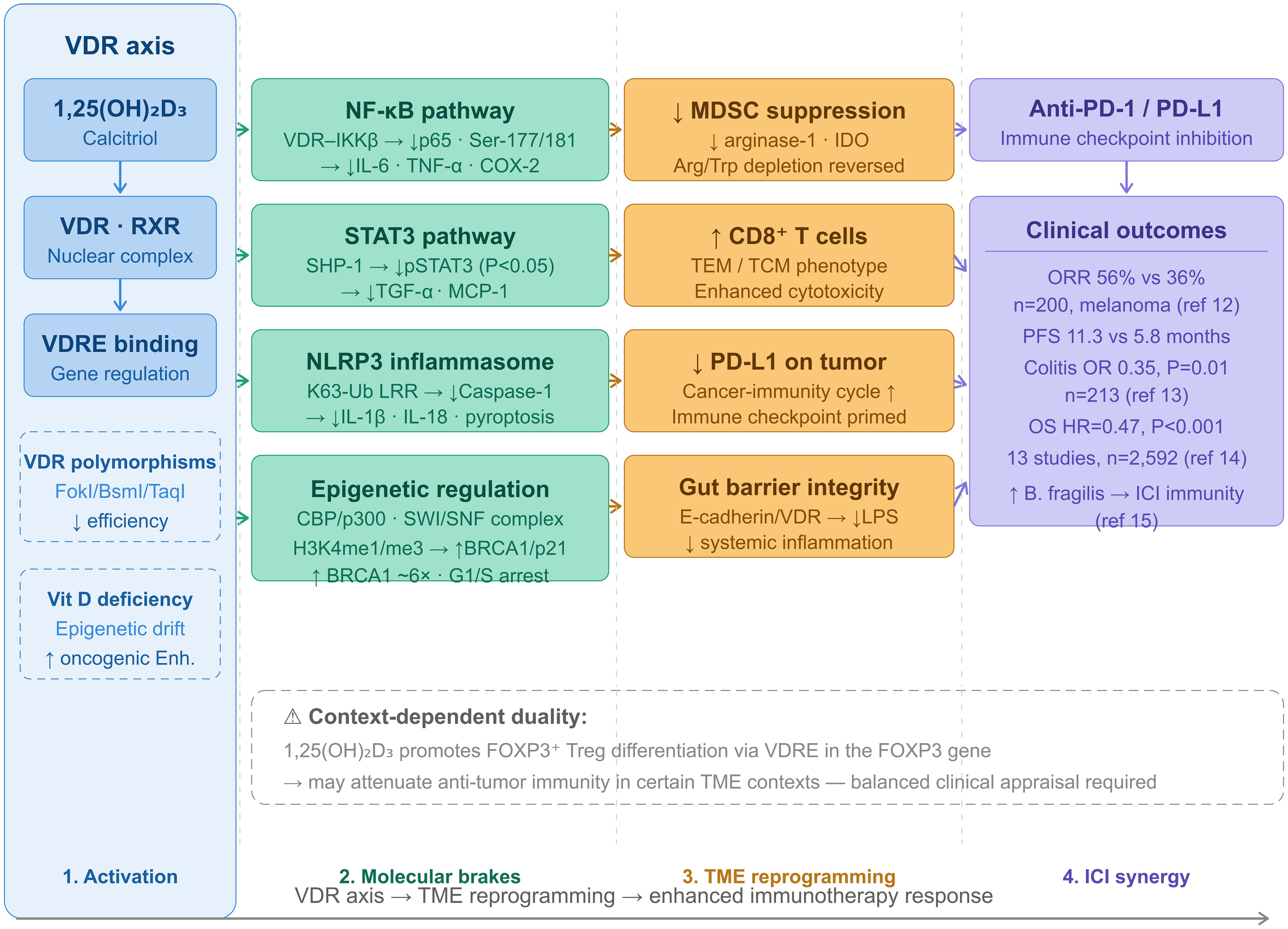 The vitamin D/VDR axis as a multi-tiered immunometabolic brake on the tumor microenvironment: Molecular mechanisms and ICI synergy.