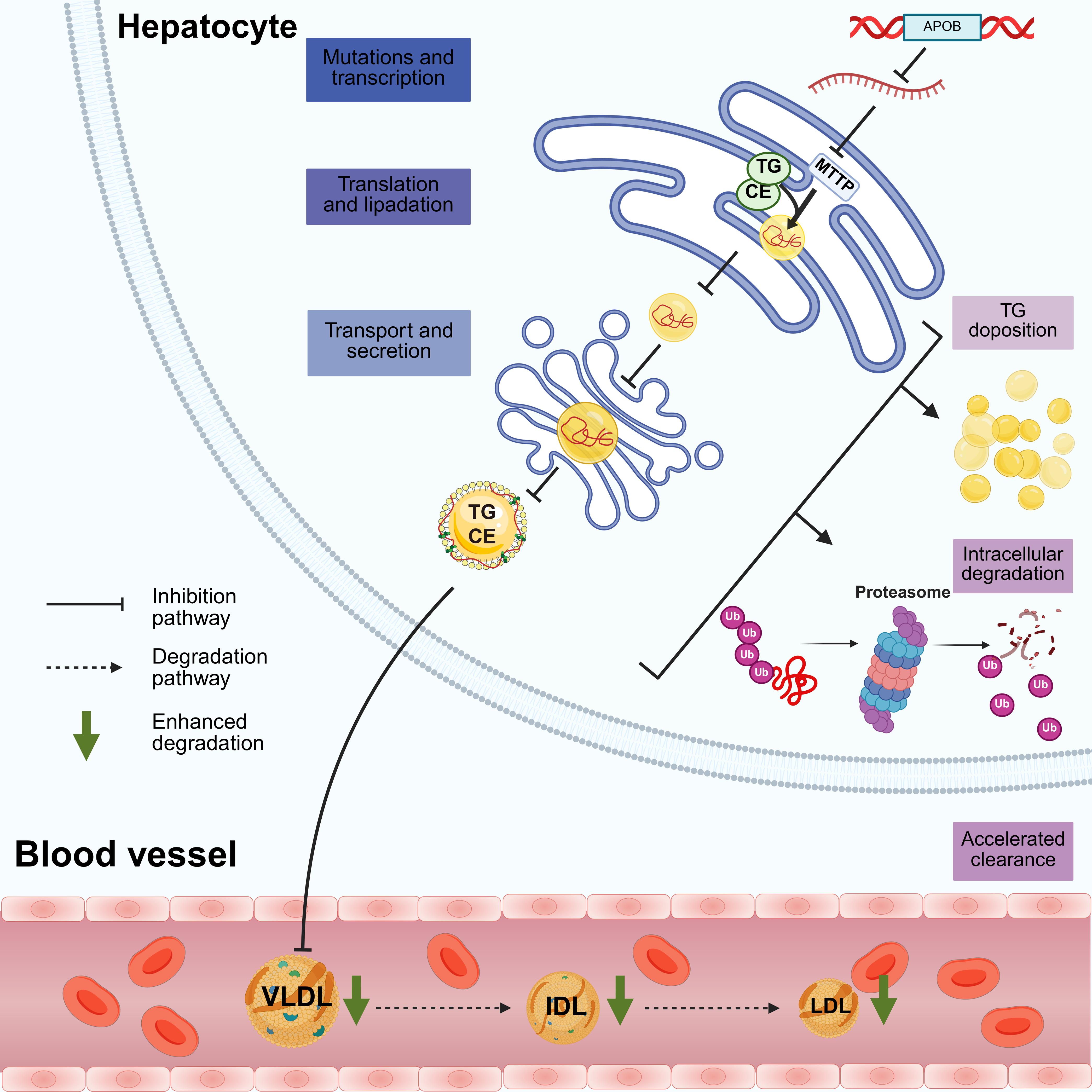 Mutated APOB-mediated impaired VLDL assembly-secretion-degradation pathway.
