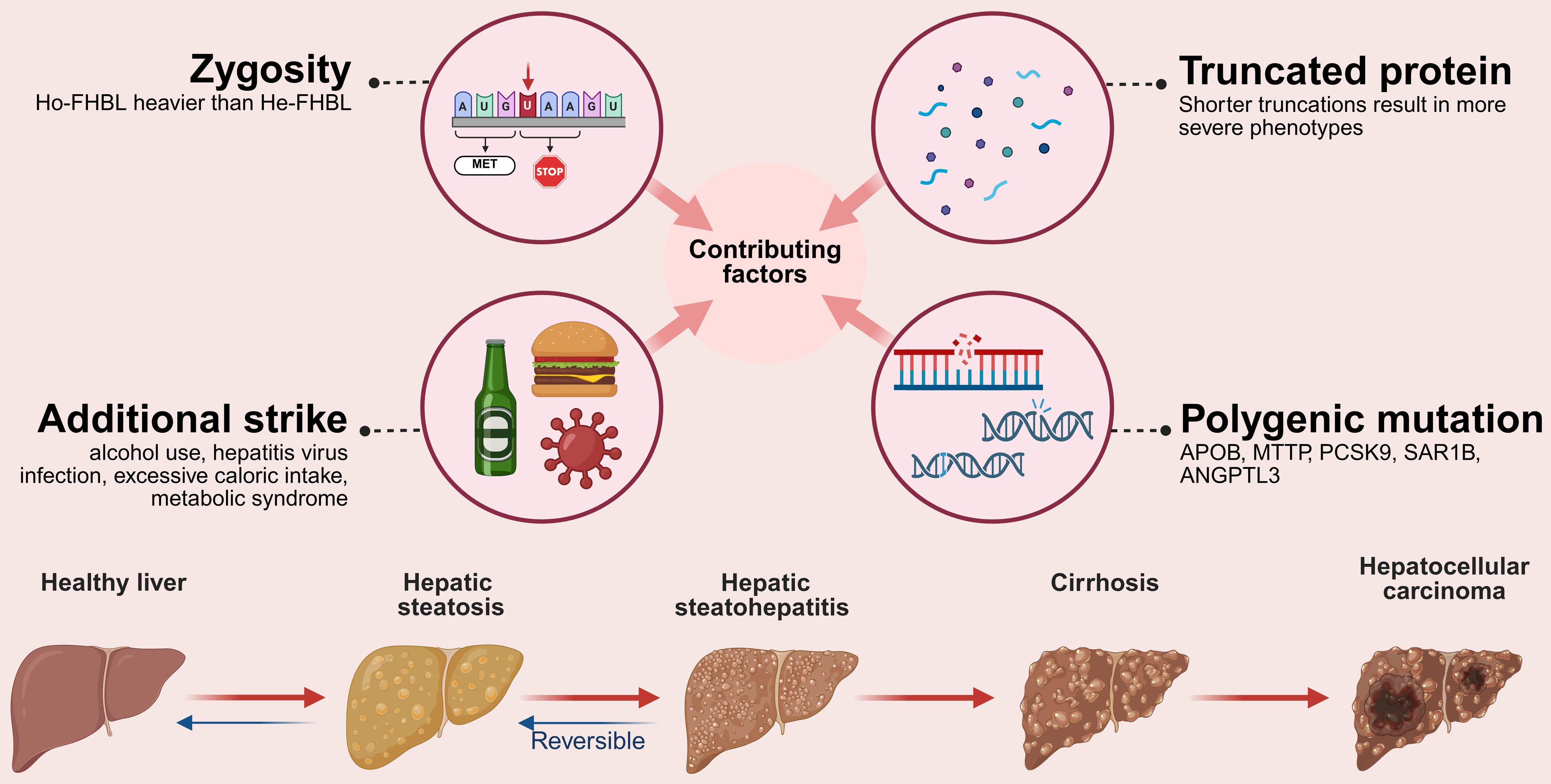 Contributing factors to liver disease progression in FHBL.