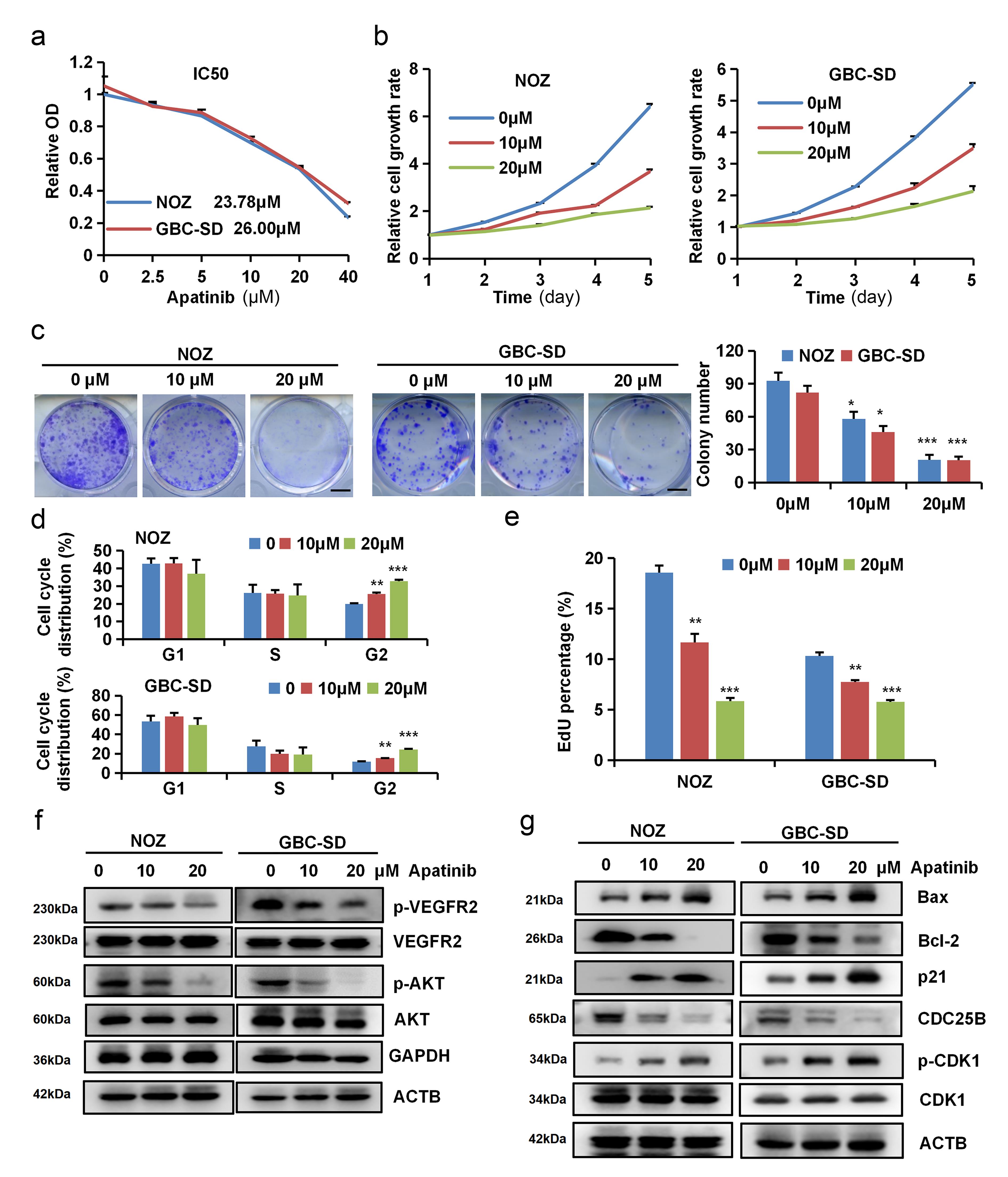 Apatinib inhibits the proliferation of gallbladder cancer cells.