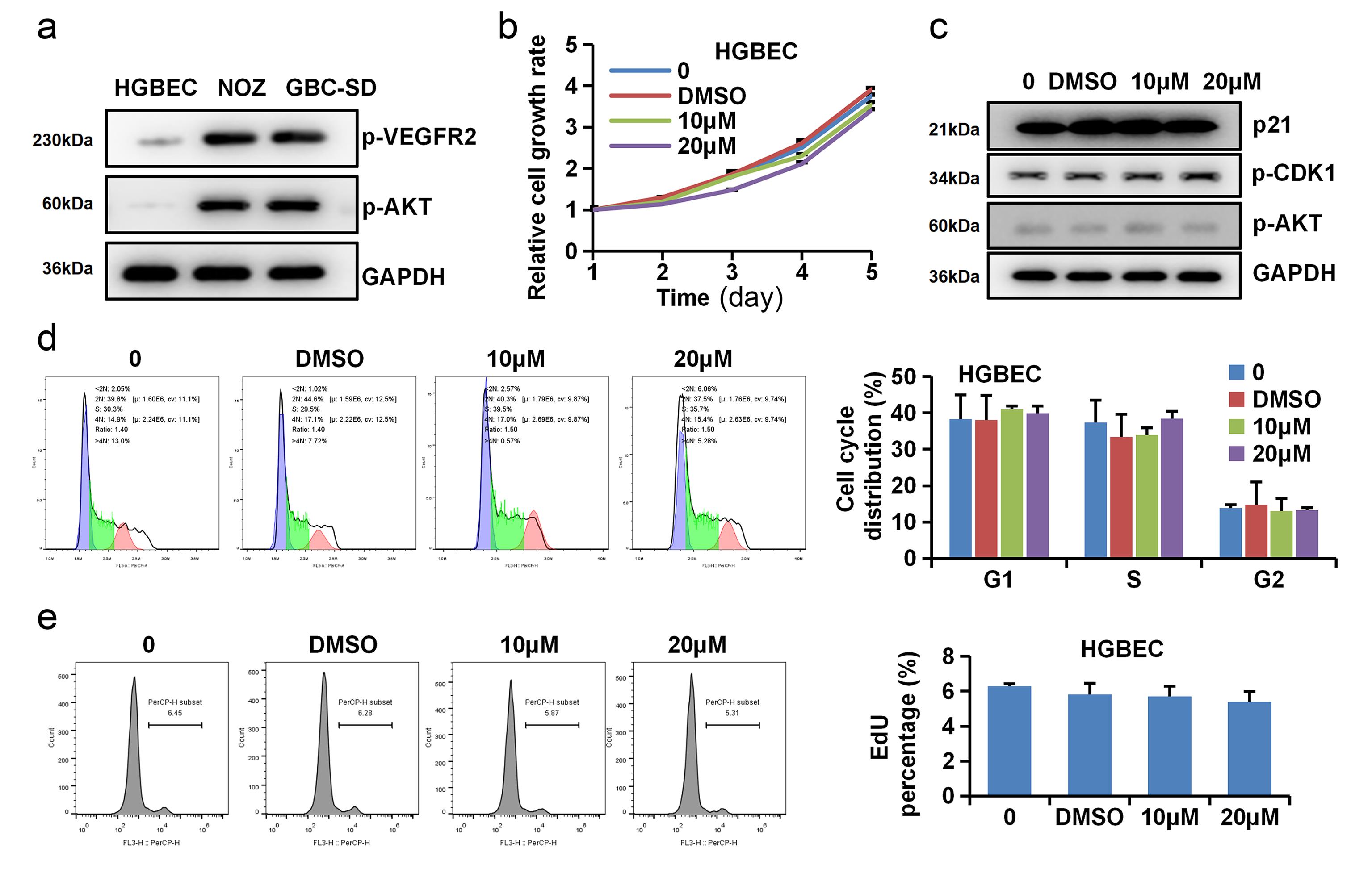 Apatinib has limited effects on normal gallbladder epithelial HGBEC cells.