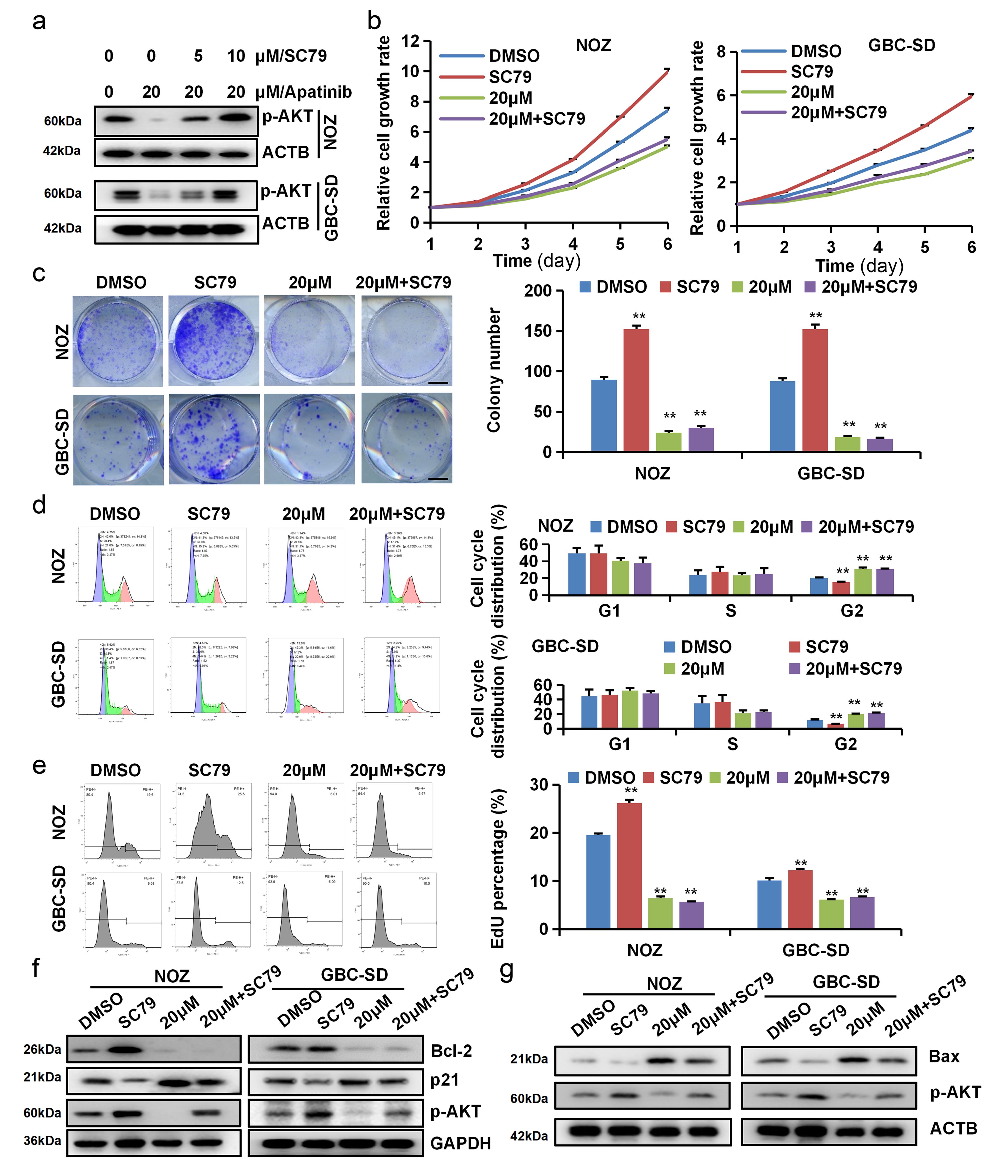 Activation of p-AKT does not restore the inhibitory effect of apatinib on gallbladder cancer cells.