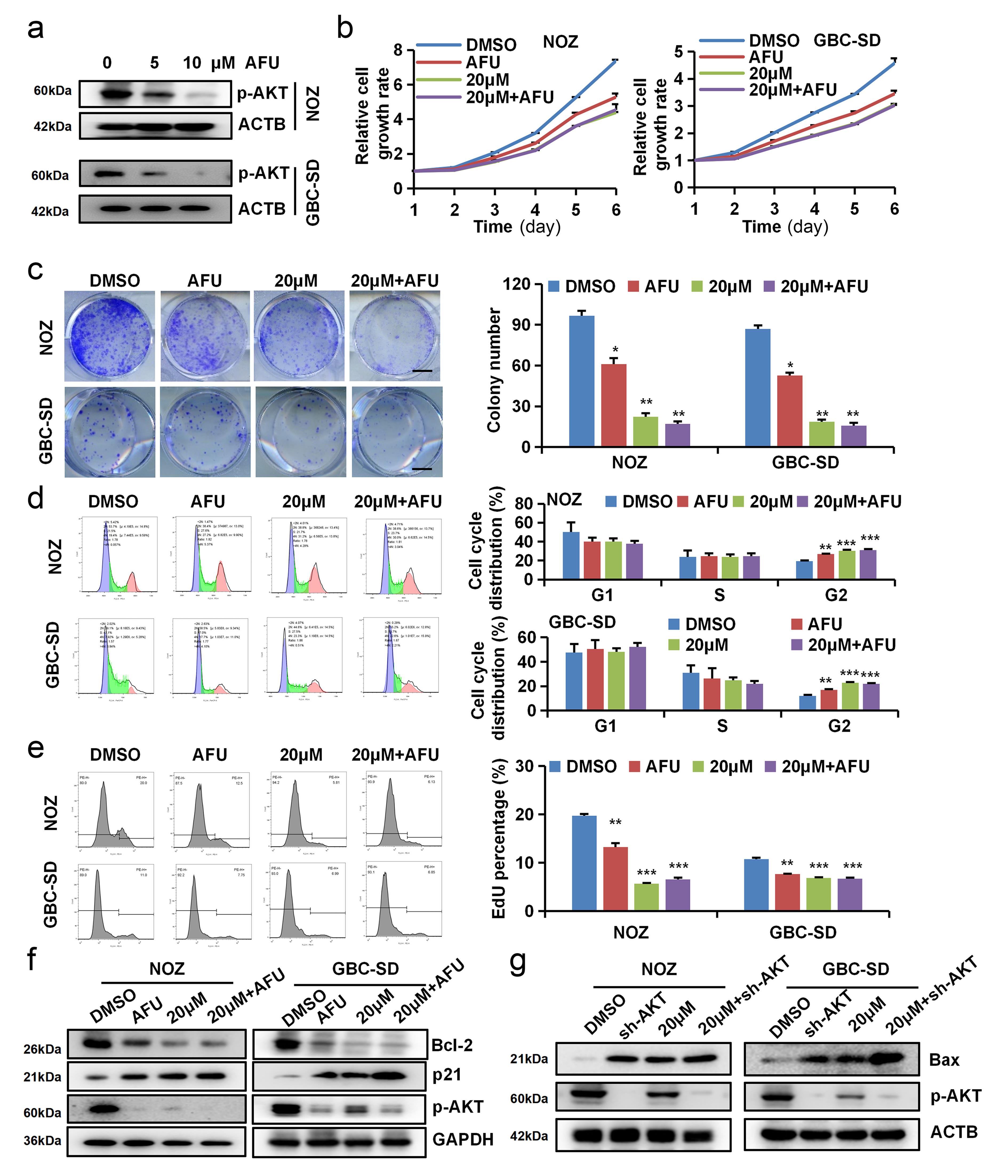 p-AKT inhibition could not counteract the inhibitory effect of apatinib on gallbladder cancer cells.
