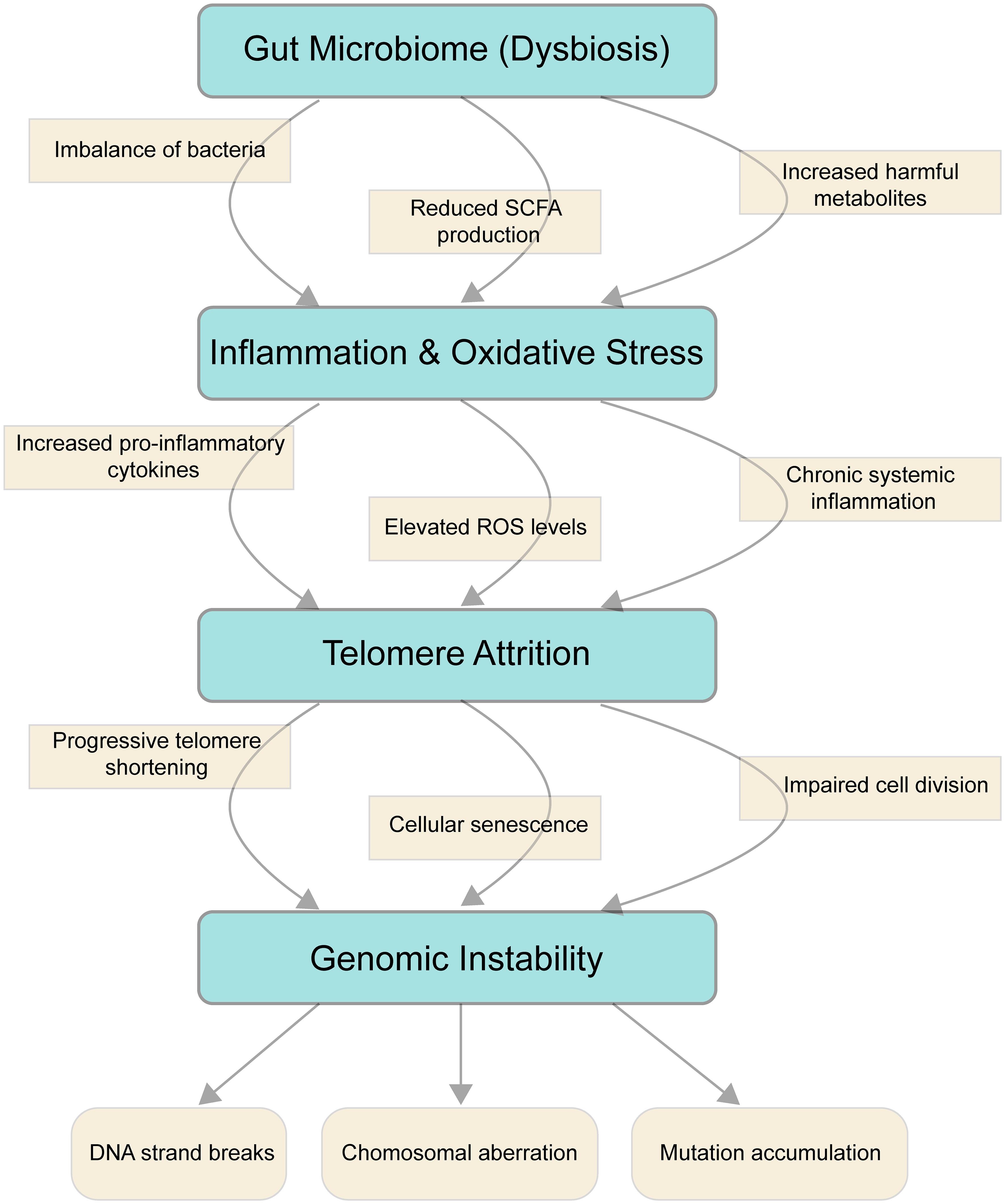 This figure depicts the pathways linking gut microbiome dysbiosis, telomere attrition, and genomic instability.