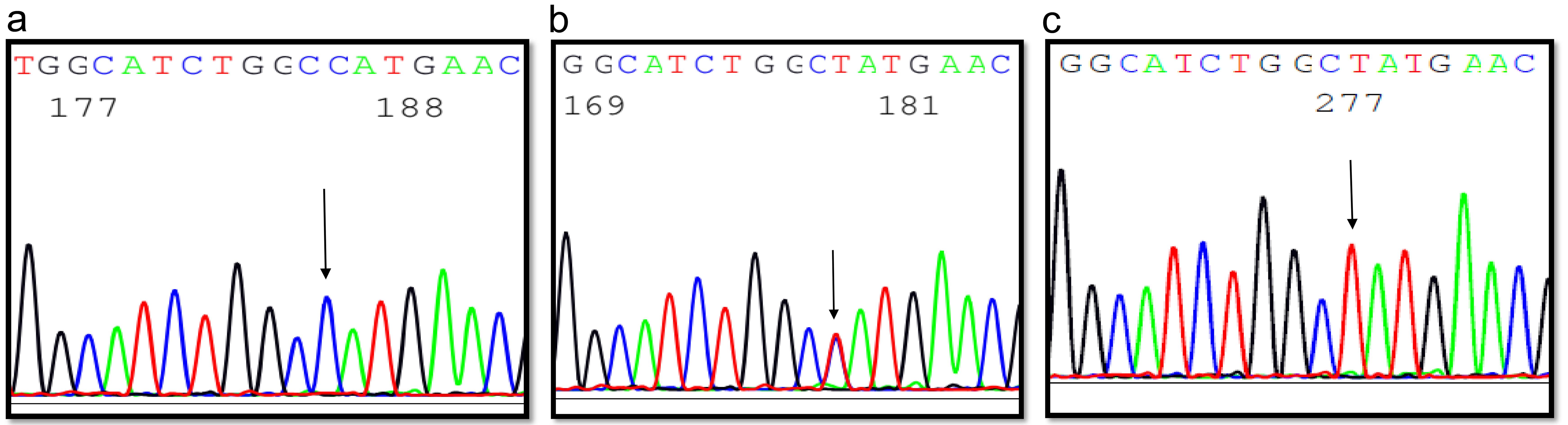 Sequencing results of the <italic>TNFSF15 rs4979462</italic> variant.