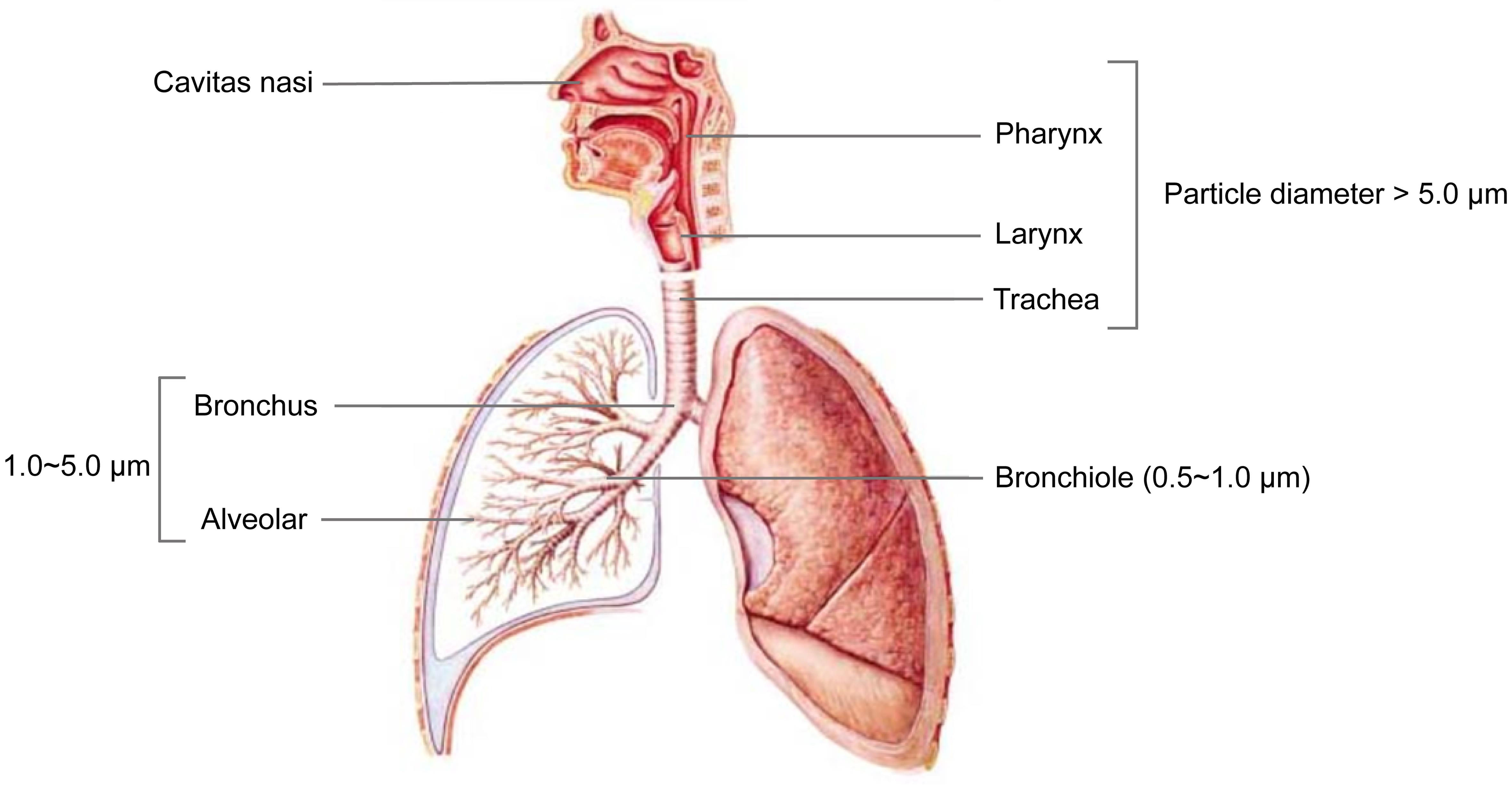A schematic diagram of particulate deposition in human respiratory system.