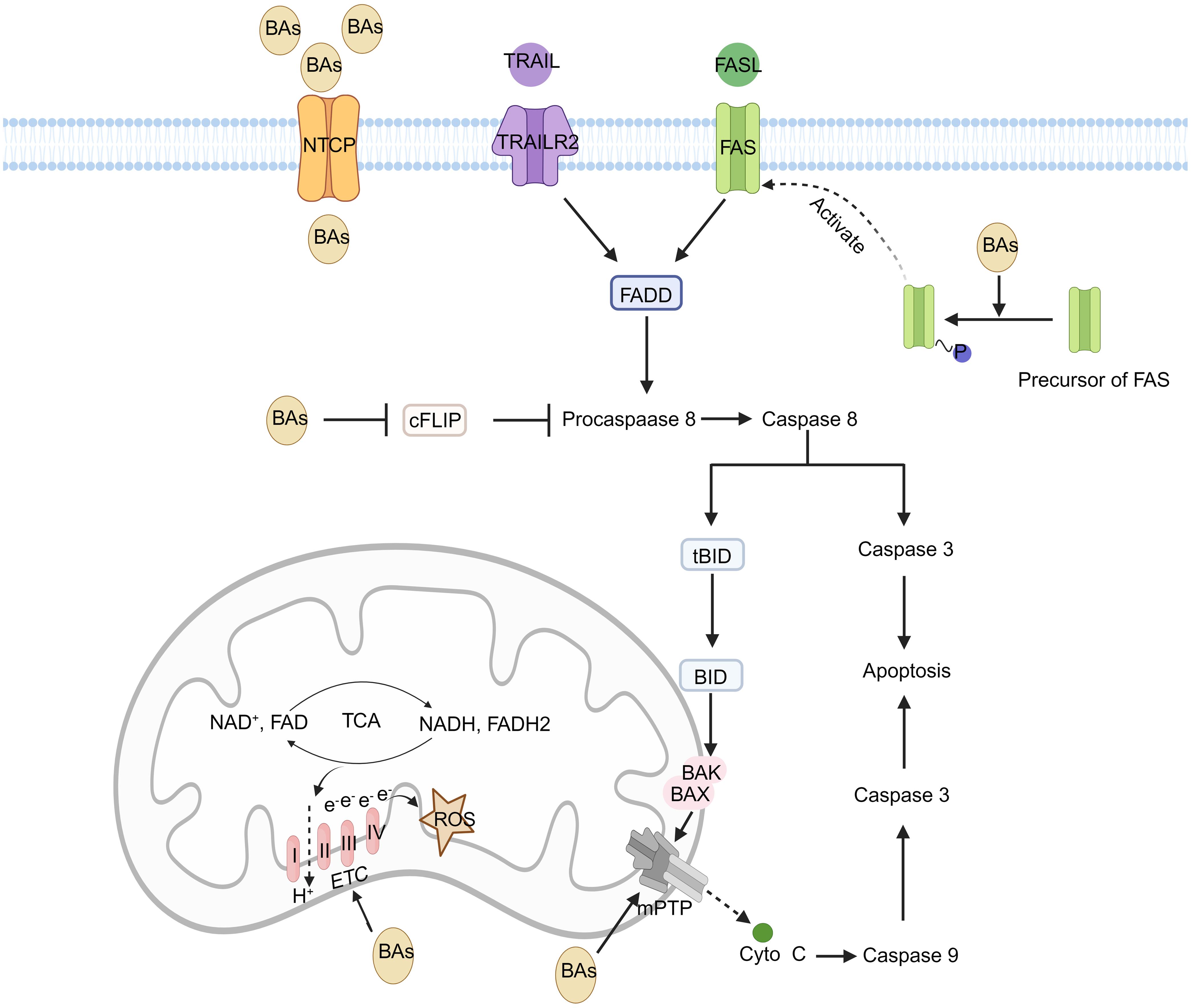 BAs induce hepatocyte apoptosis by mediating mitochondrial dysfunction through death receptors via independent & dependent pathways.