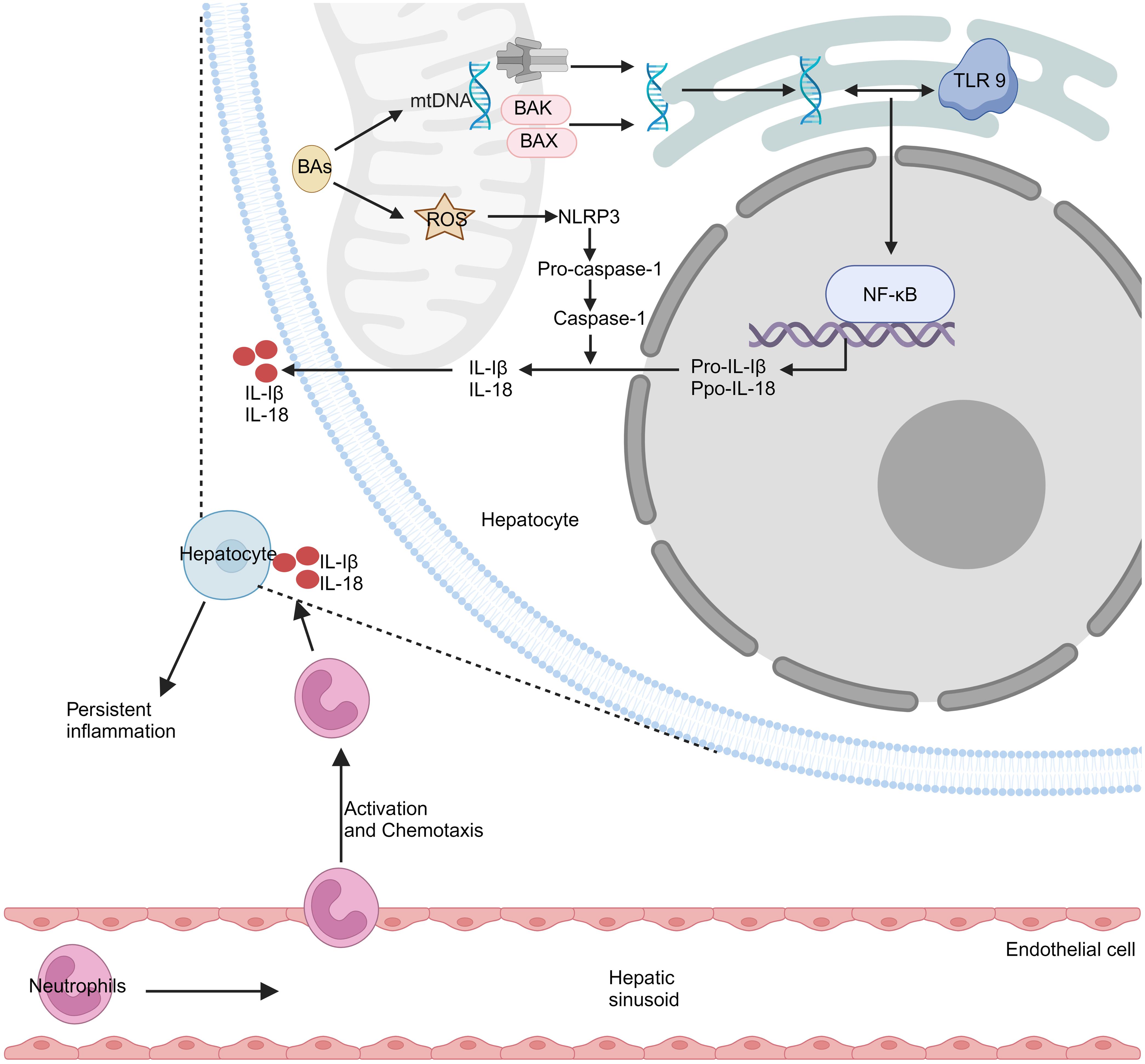 Continuous accumulation of BAs in liver cells leads to an inflammatory response.