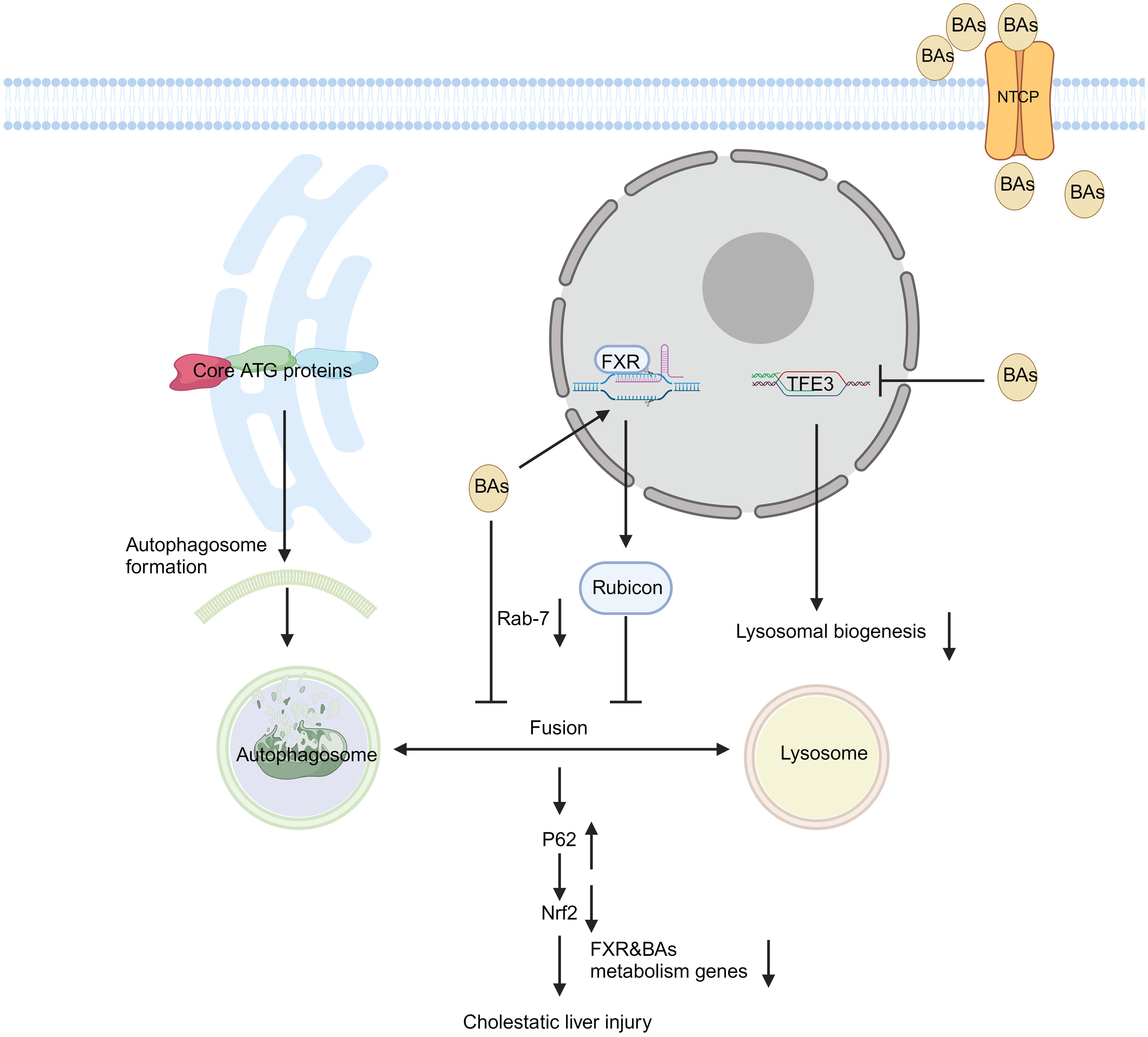 Accumulation of BAs in cholestatic conditions impairs the fusion of autophagosomes and lysosomes.