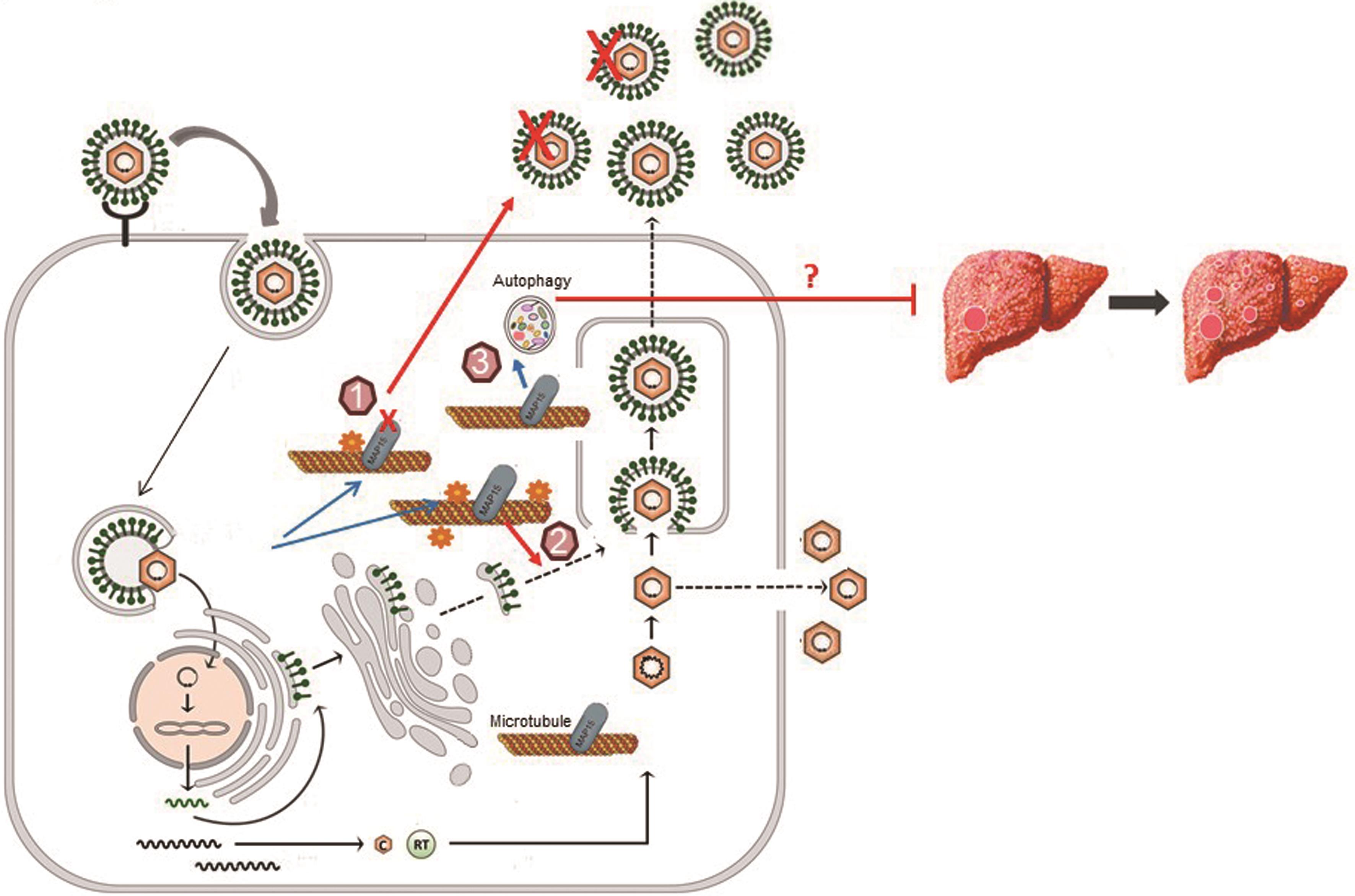 Diagram of novel MT targeted therapeutics in HBV infection.