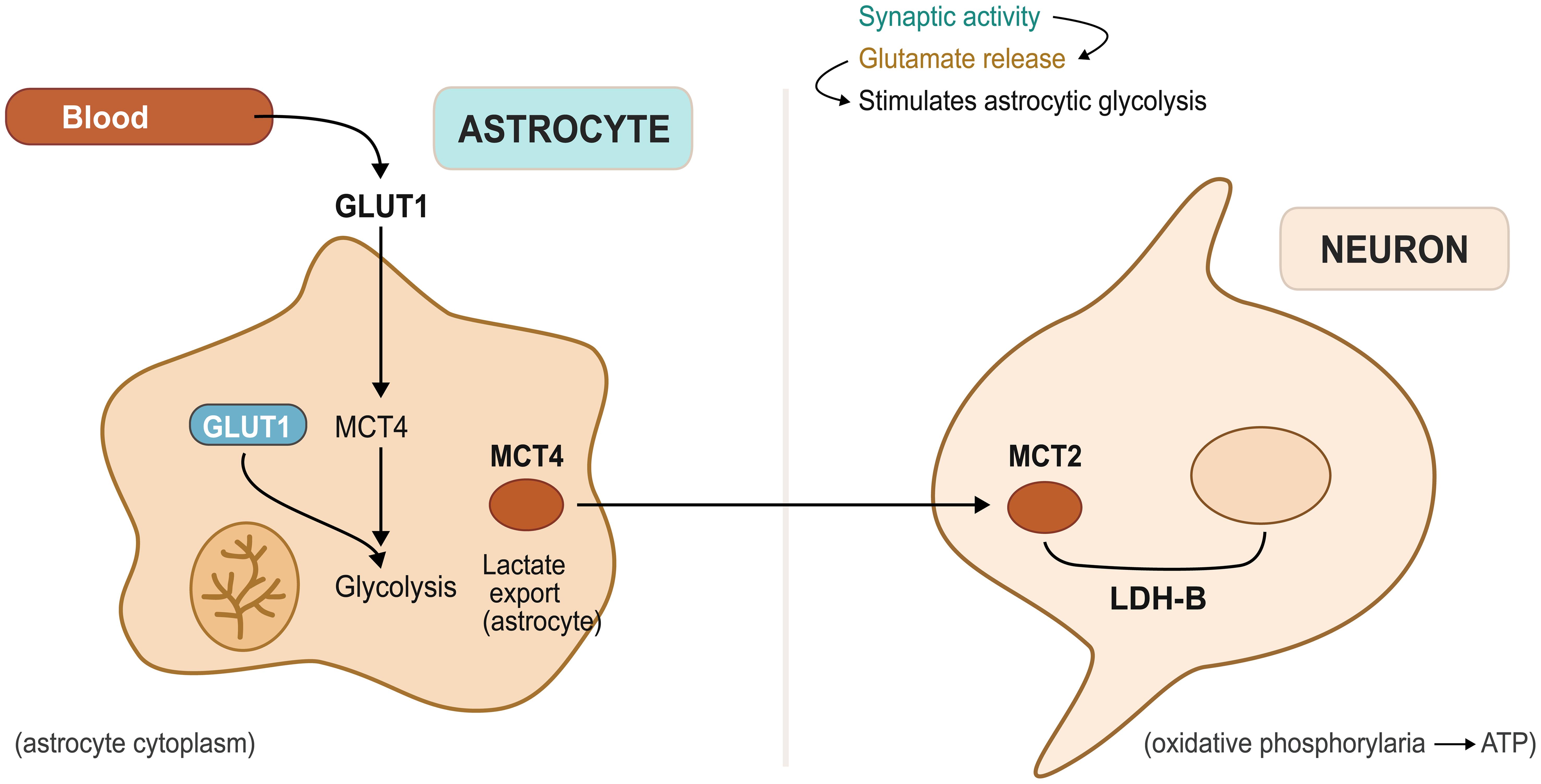 The astrocytic lactate shuttle in brain energy metabolism. The astrocytic lactate shuttle in brain energy metabolism.