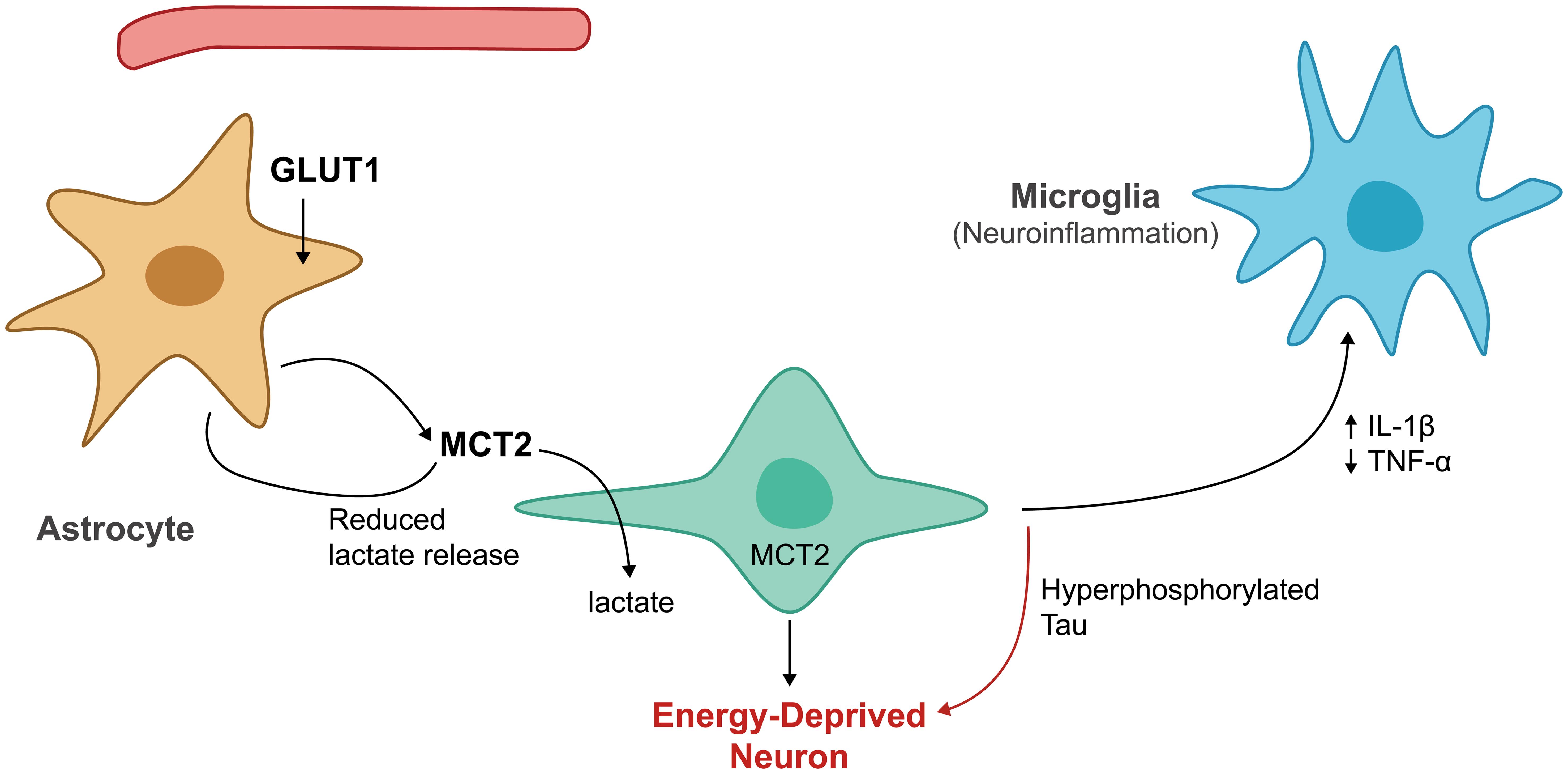 The proposed mechanism linking astrocytic lactate shuttle dysfunction to tau propagation. The proposed mechanism linking astrocytic lactate shuttle dysfunction to tau propagation.