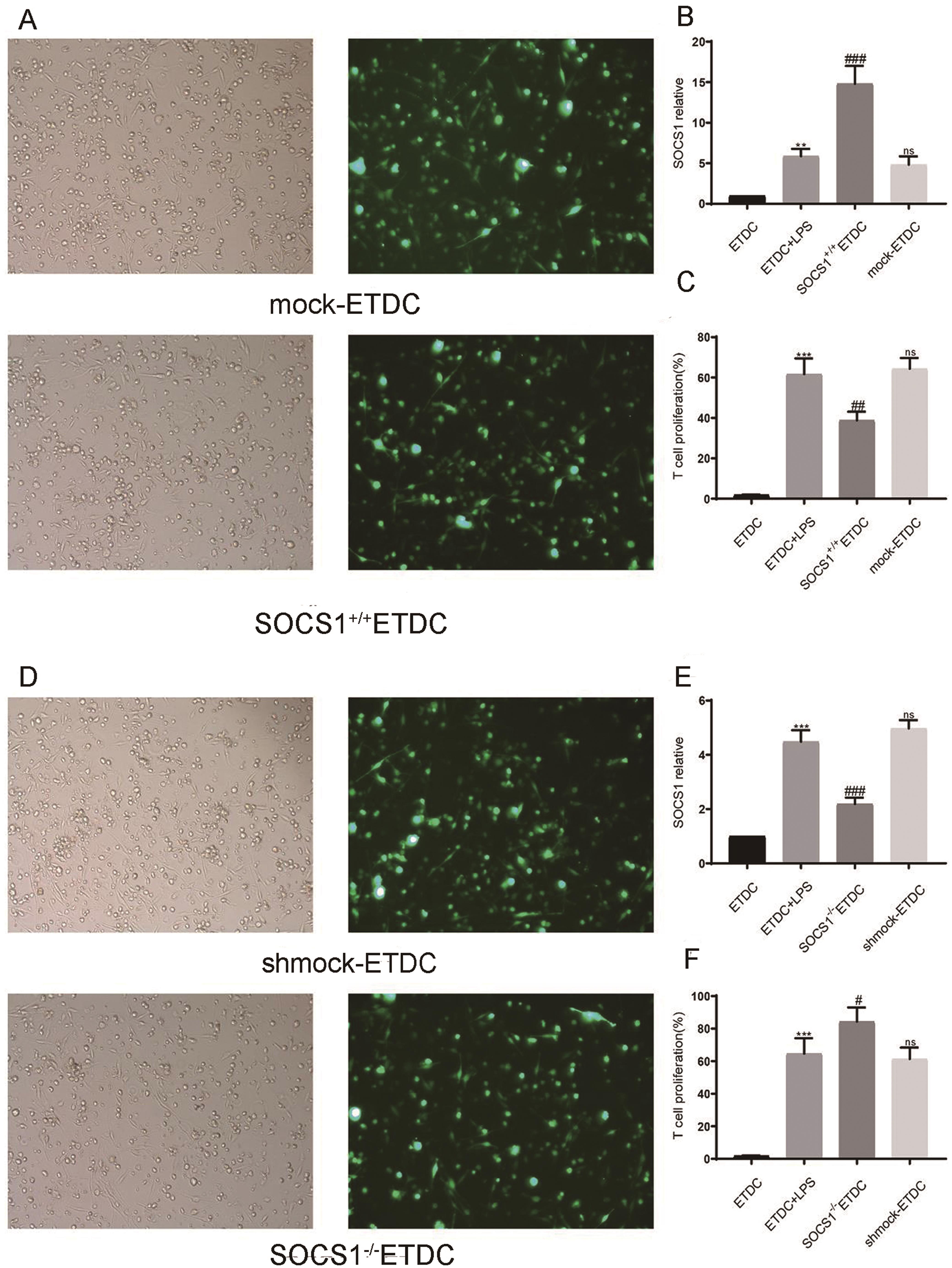 Successful transduction of Ad-SOCS1 and Ad-shSOCS1, and the effect of SOCS1 expression on the allostimulatory ability of ETDCs.