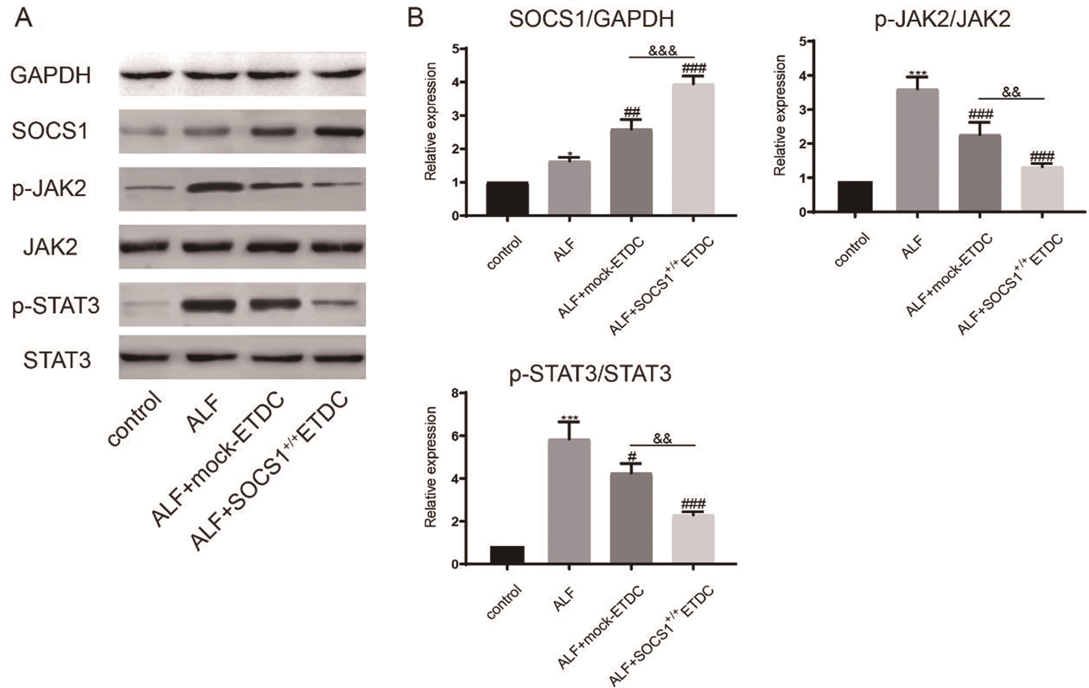 SOCS1<sup>+/+</sup>ETDCs inhibit JAK2/STAT3 signaling.
