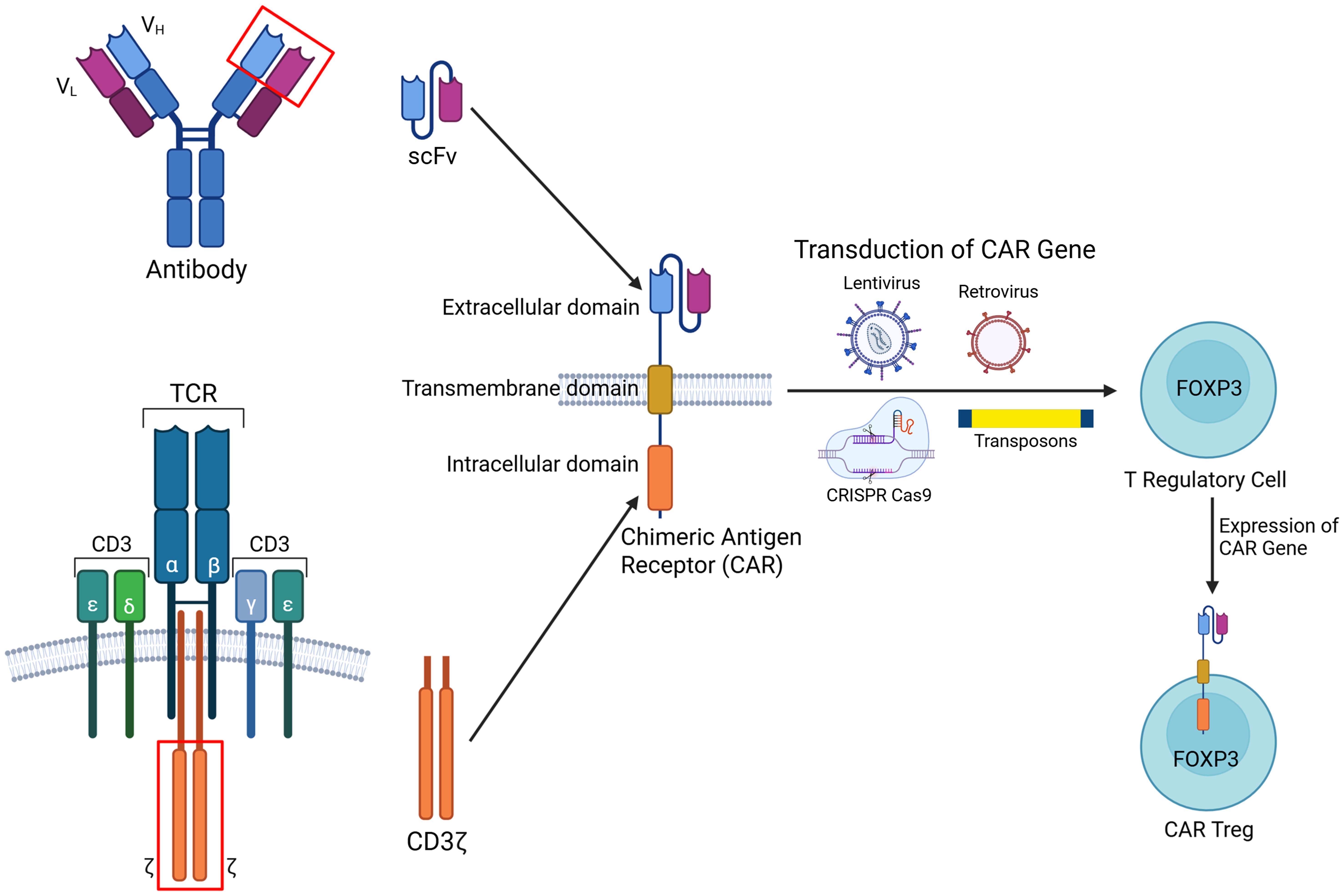Construction of chimeric antigen receptor (CAR) regulatory T cells (CAR-Tregs). Construction of chimeric antigen receptor (CAR) regulatory T cells (CAR-Tregs).