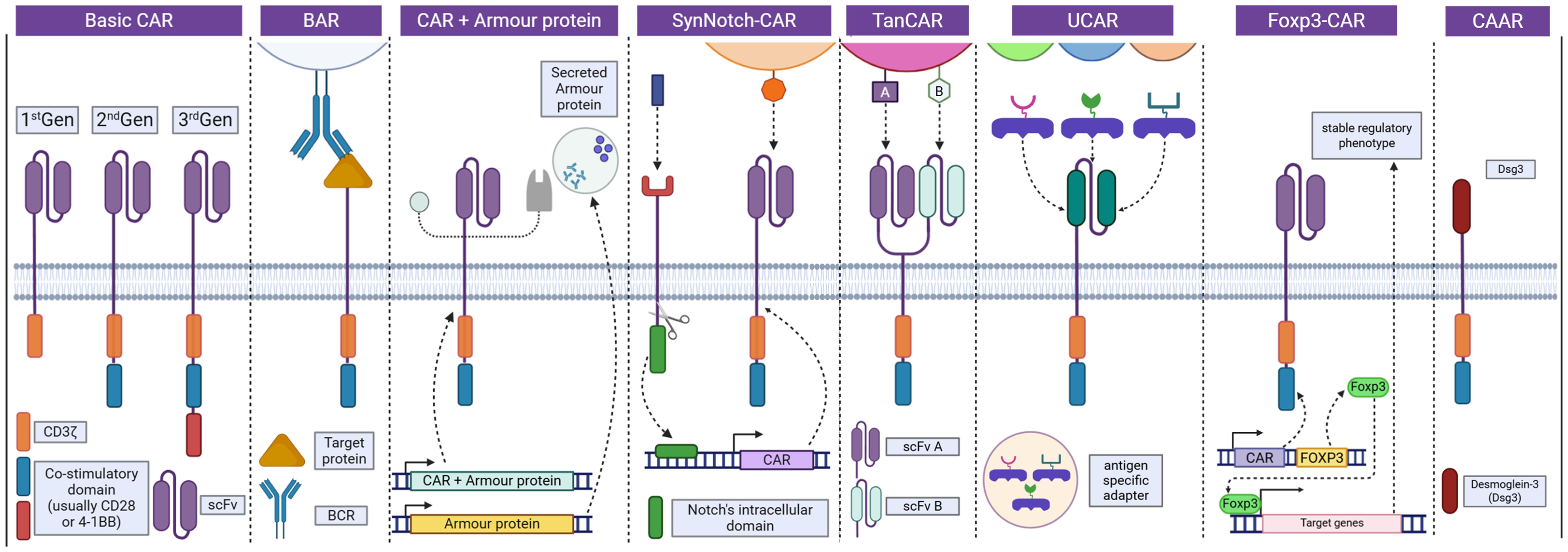 Structural comparison of chimeric antigen receptor (CAR)-based immunotherapies. Structural comparison of chimeric antigen receptor (CAR)-based immunotherapies.