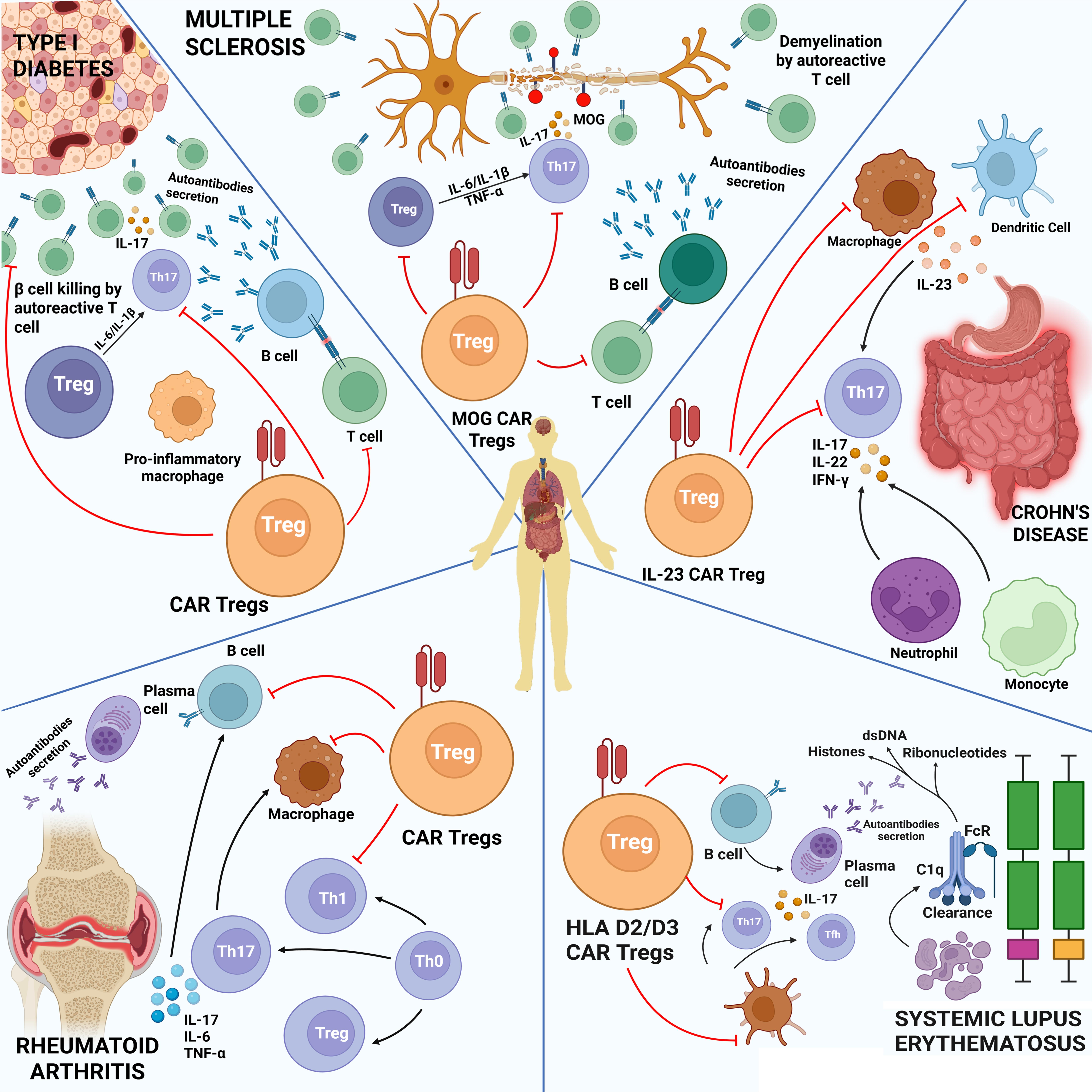 Engineered chimeric antigen receptor (CAR)-Treg therapy targeting autoimmune disorders. Engineered chimeric antigen receptor (CAR)-Treg therapy targeting autoimmune disorders.