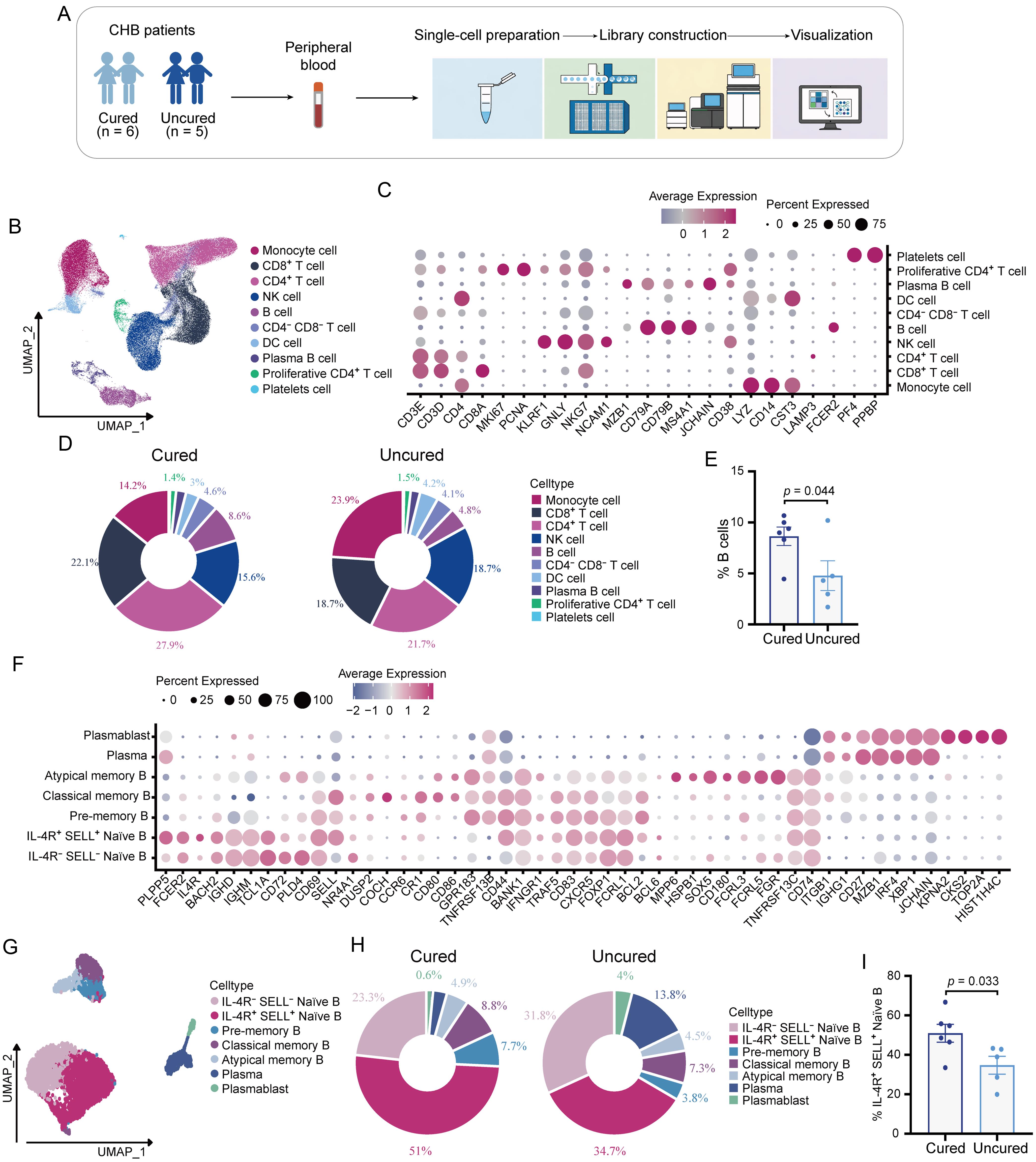 High frequency of peripheral IL-4R<sup>+</sup>SELL<sup>+</sup> Naïve B cells in cured patients receiving antiviral treatment.
