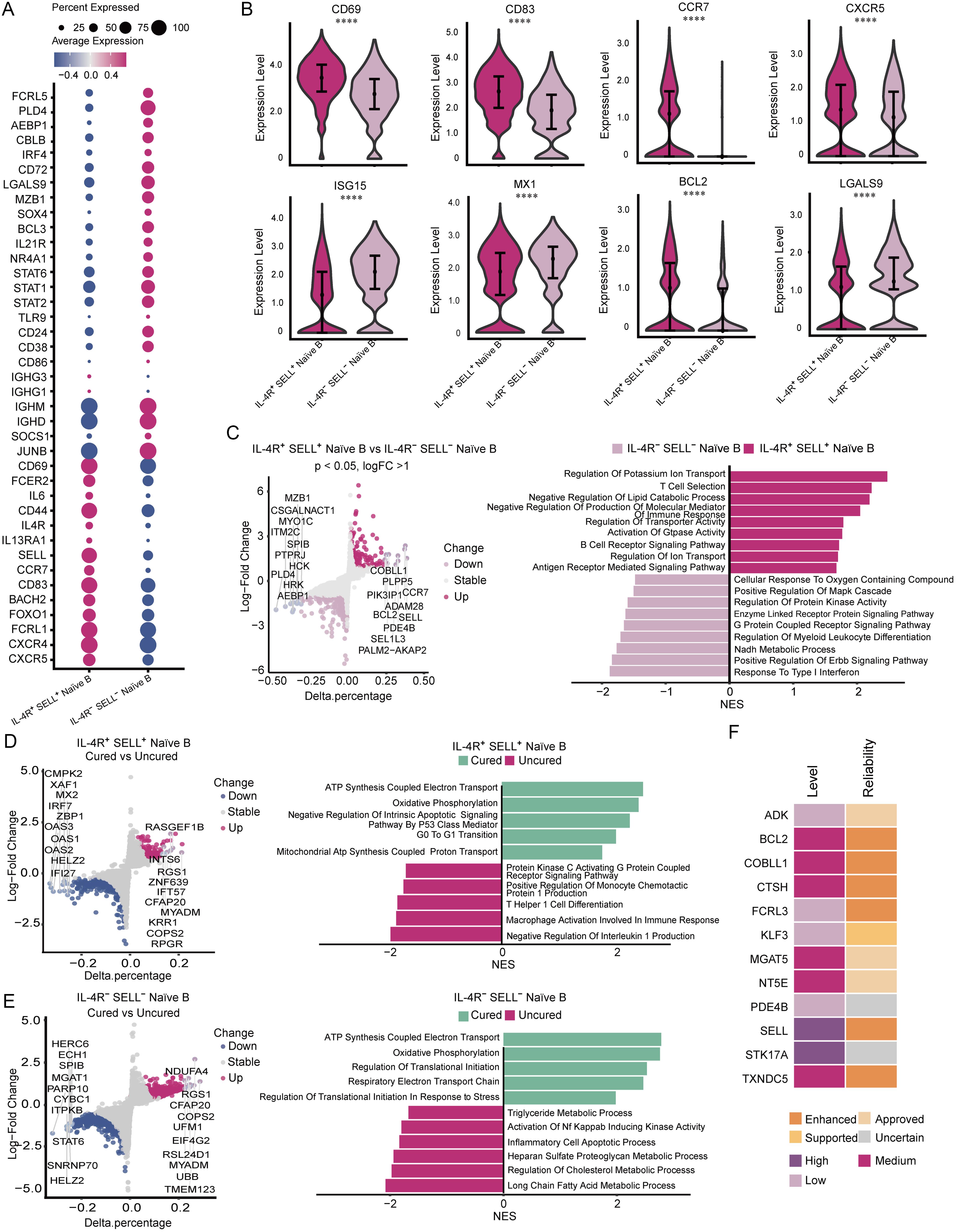IL-4R<sup>+</sup>SELL<sup>+</sup> Naïve B cells exhibit distinct transcriptional and phenotypic features.