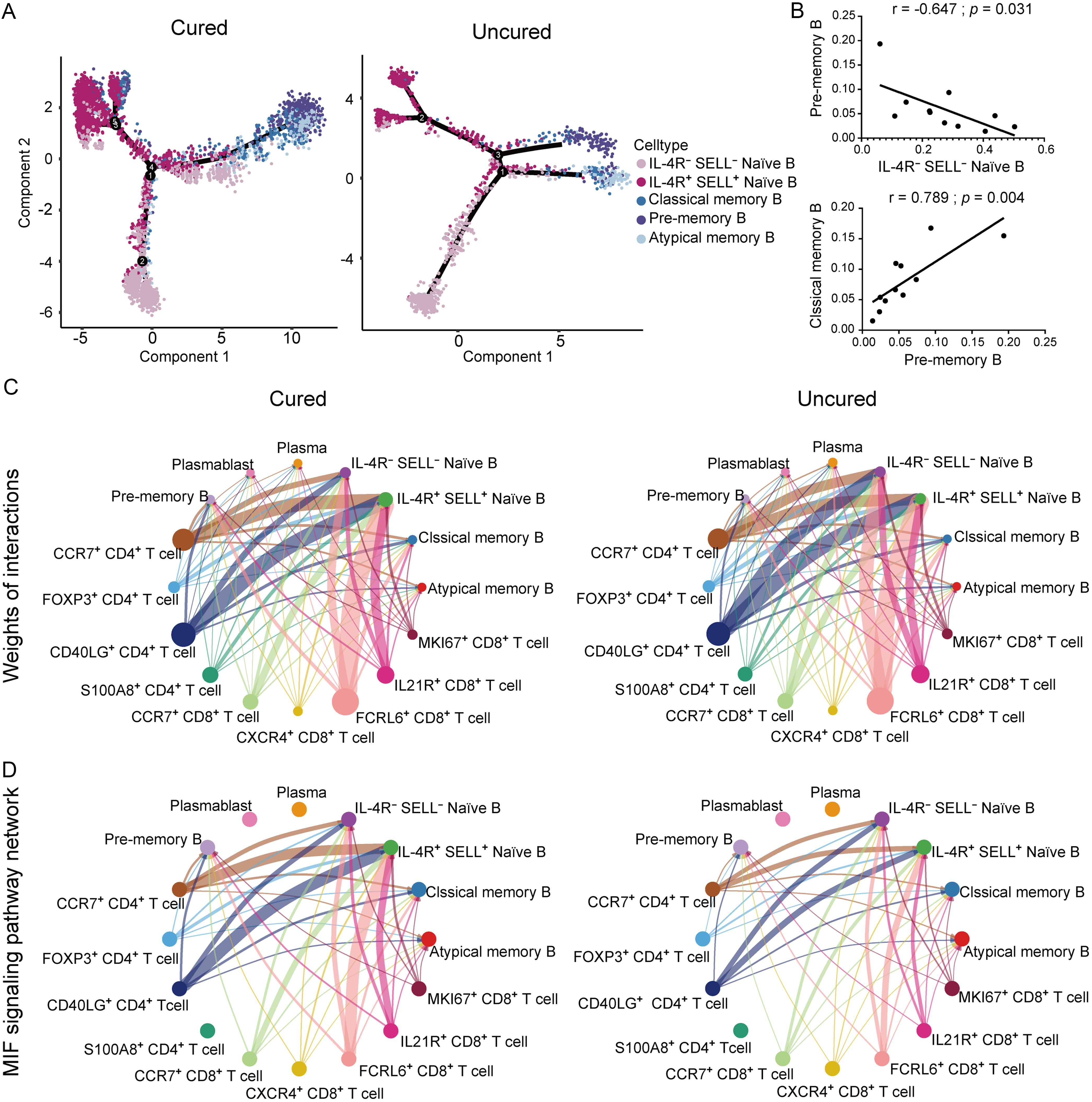Divergent trajectories of IL-4R<sup>+</sup>SELL<sup>+</sup> Naïve B cells and T-cell help in cured versus uncured patients.