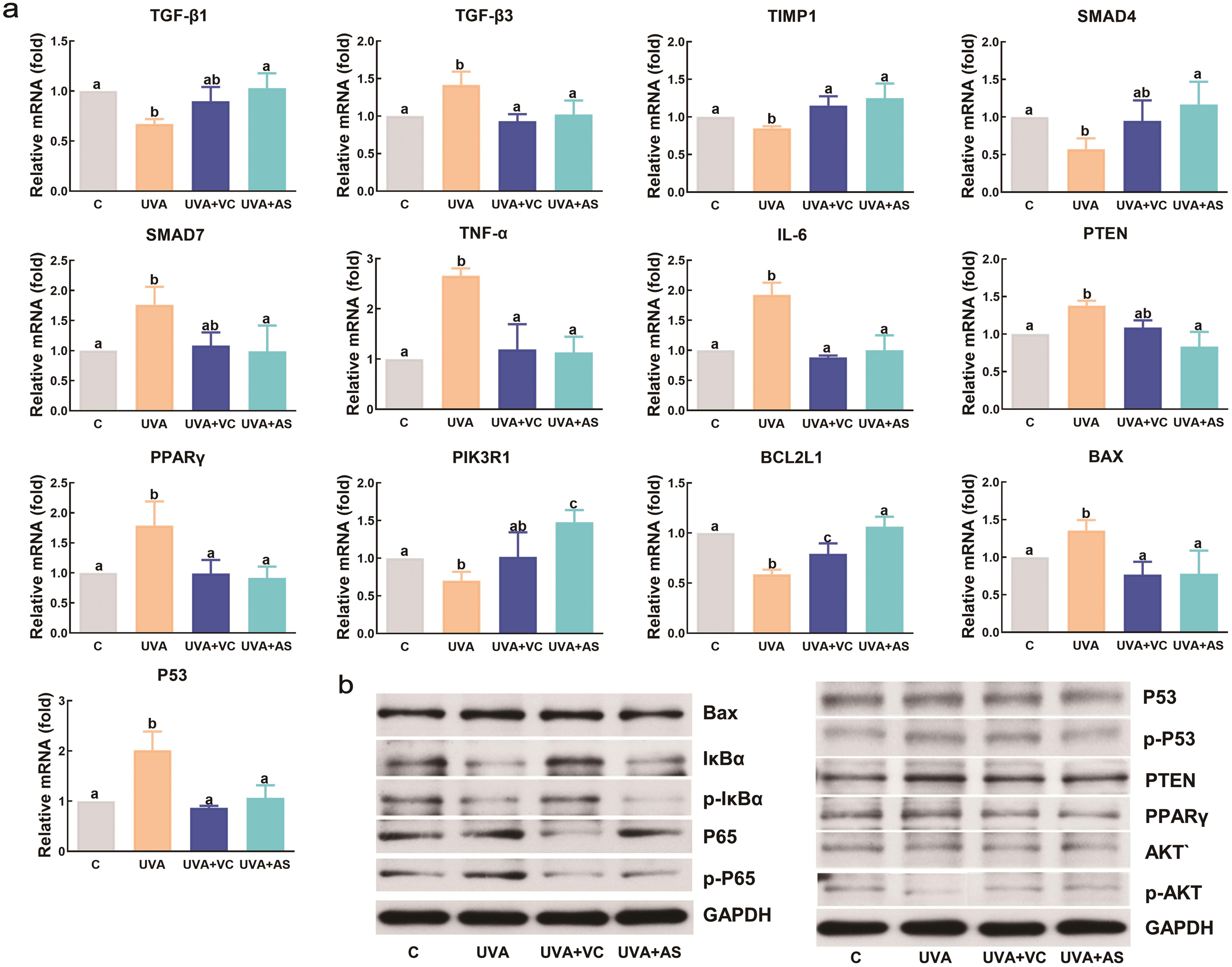 Asiaticoside reversed UVA-induced expression levels of genes and proteins related to photoaging mined by network pharmacology.