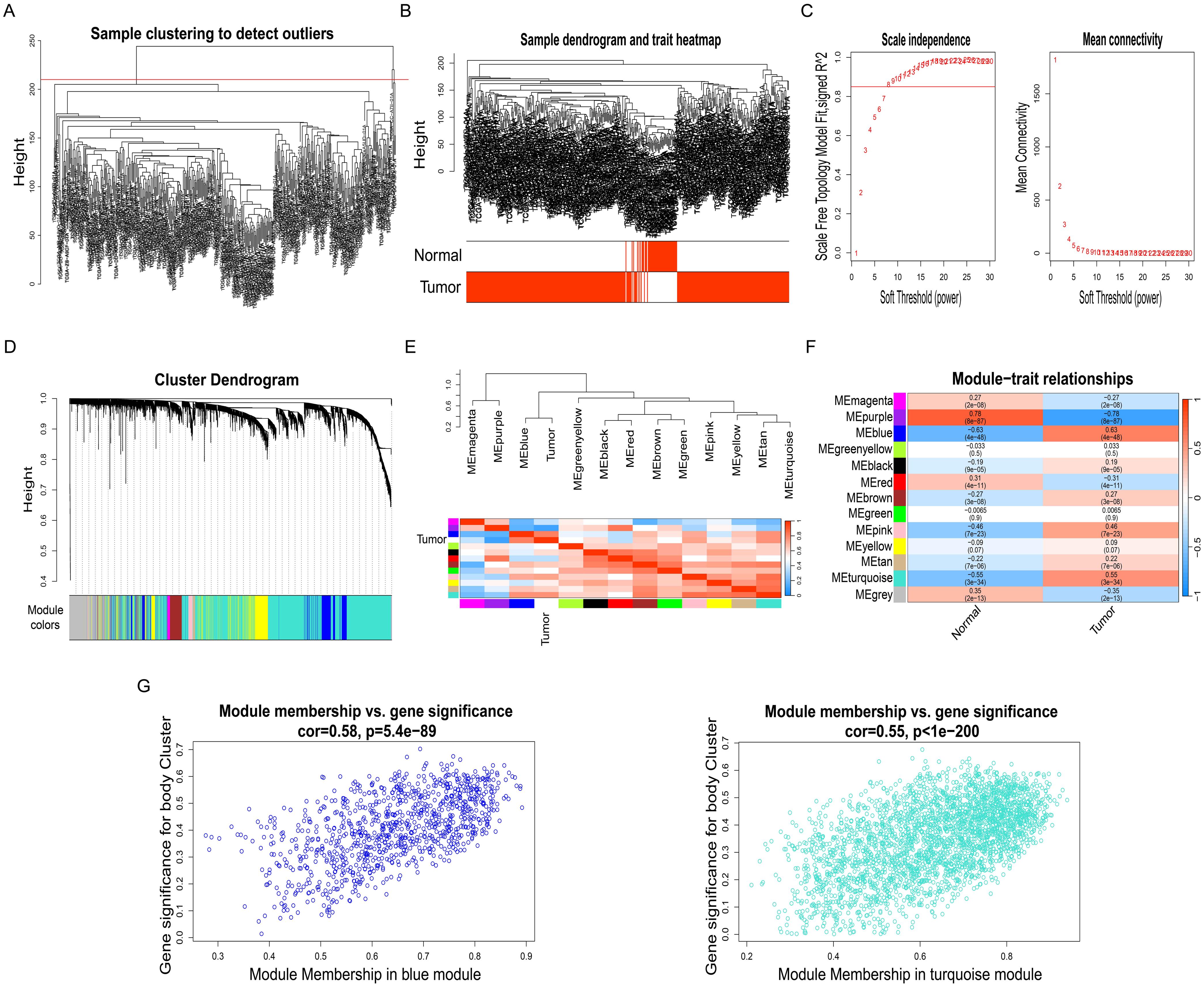 Detection of module genes using WGCNA.