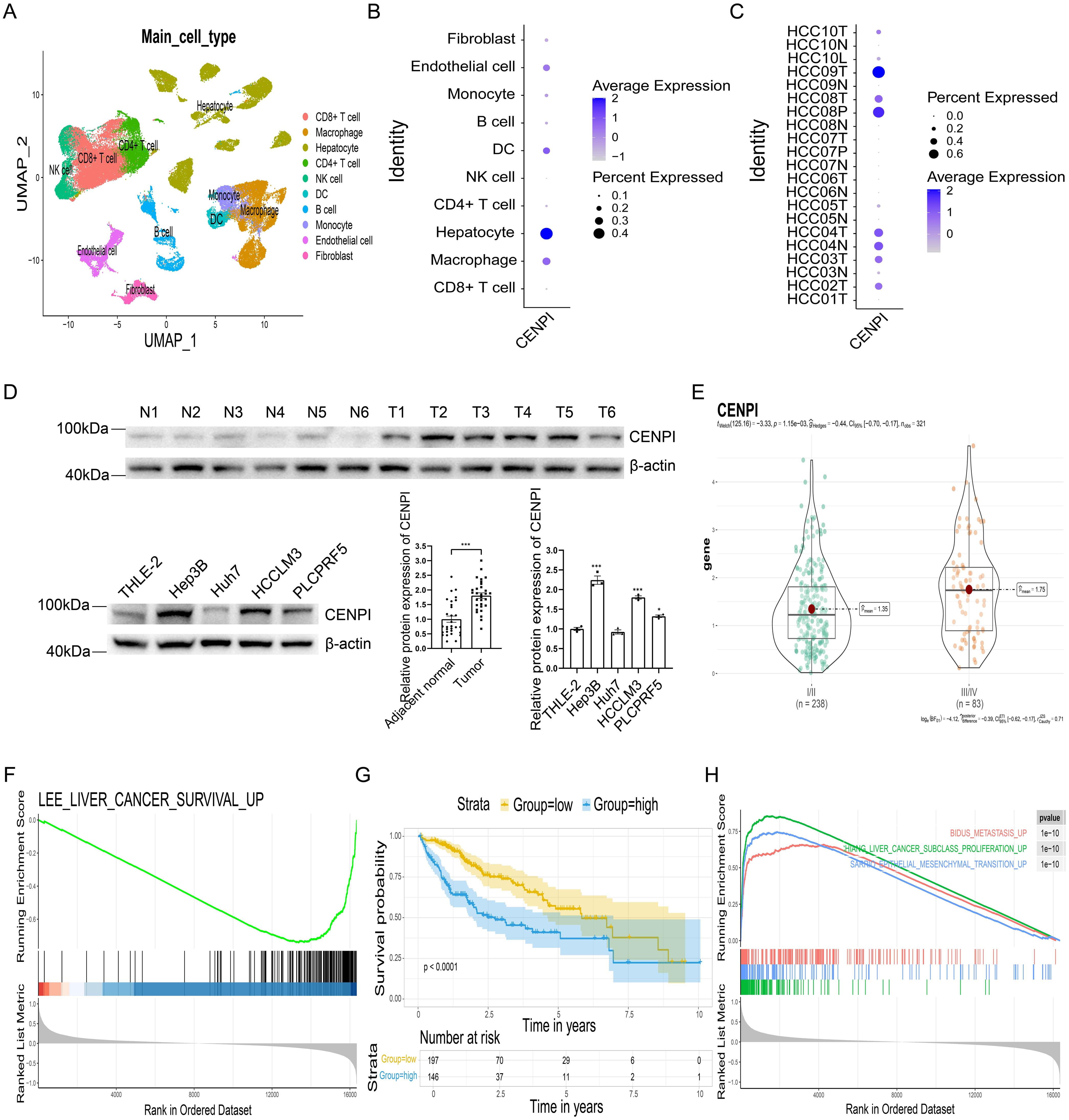 CENPI expression levels in HCC and associations with unfavorable prognosis.
