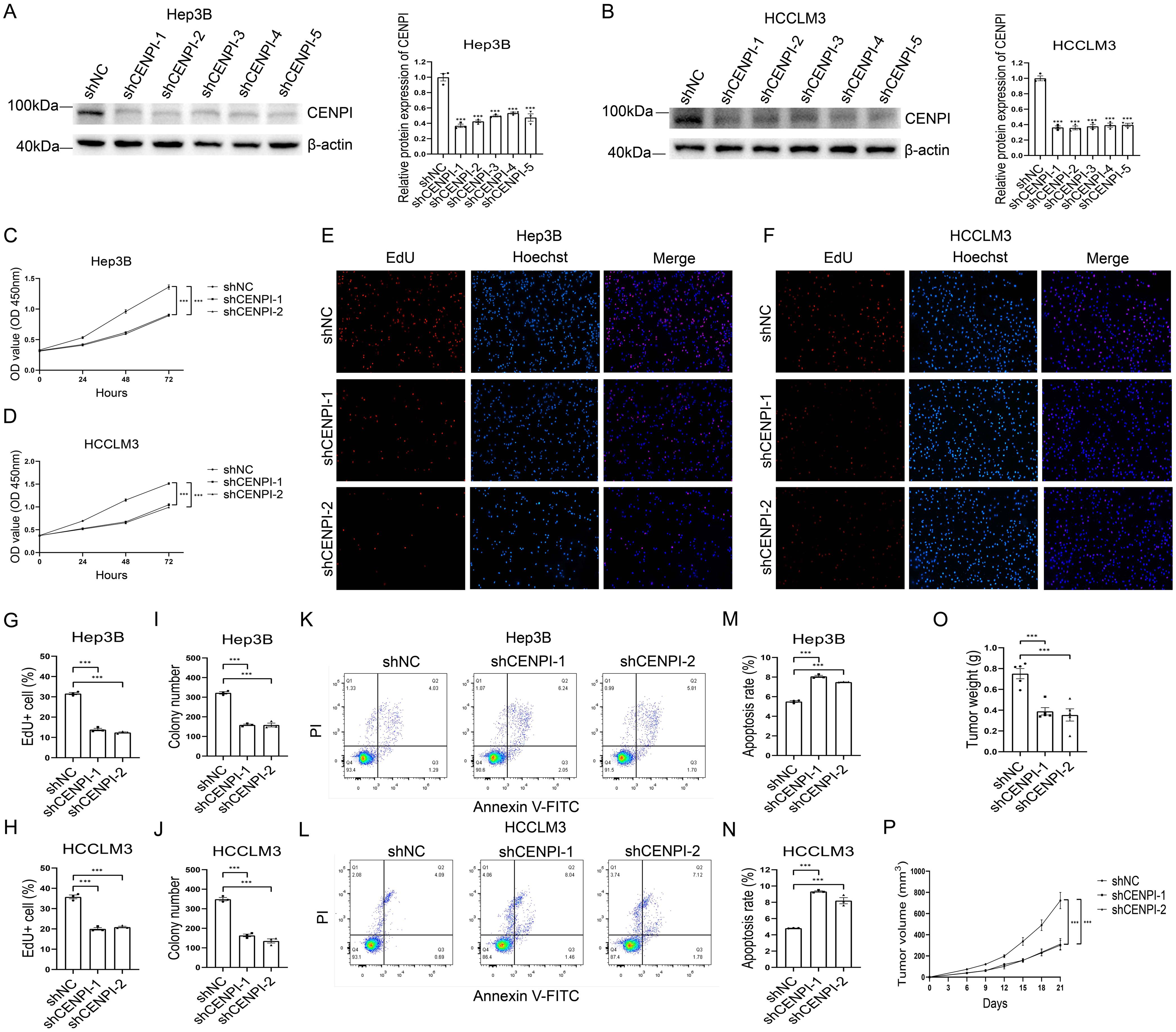 The effect of CENPI knockdown on proliferation and apoptosis of HCC cells.