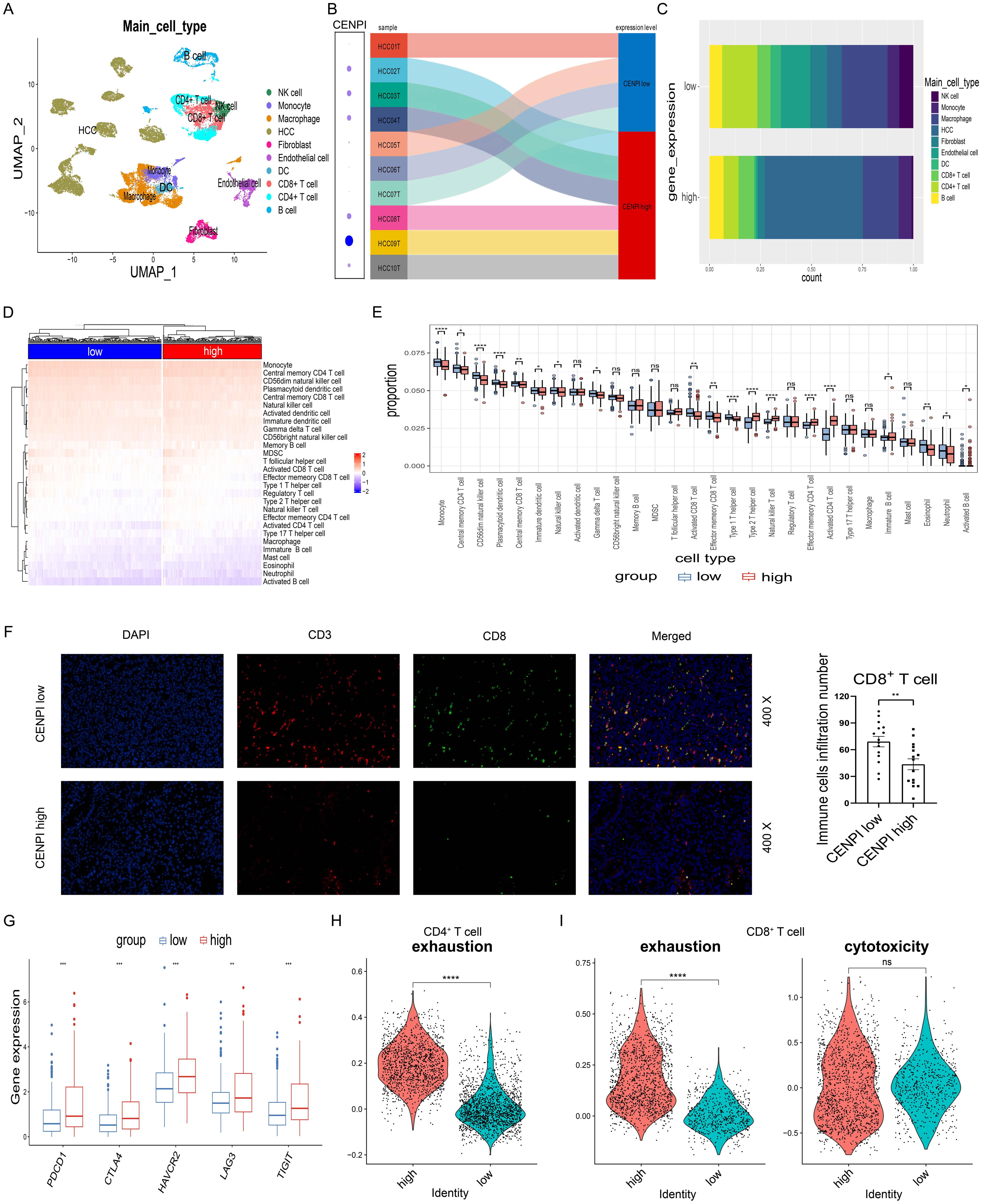 The influence of CENPI on the immune microenvironment in HCC.