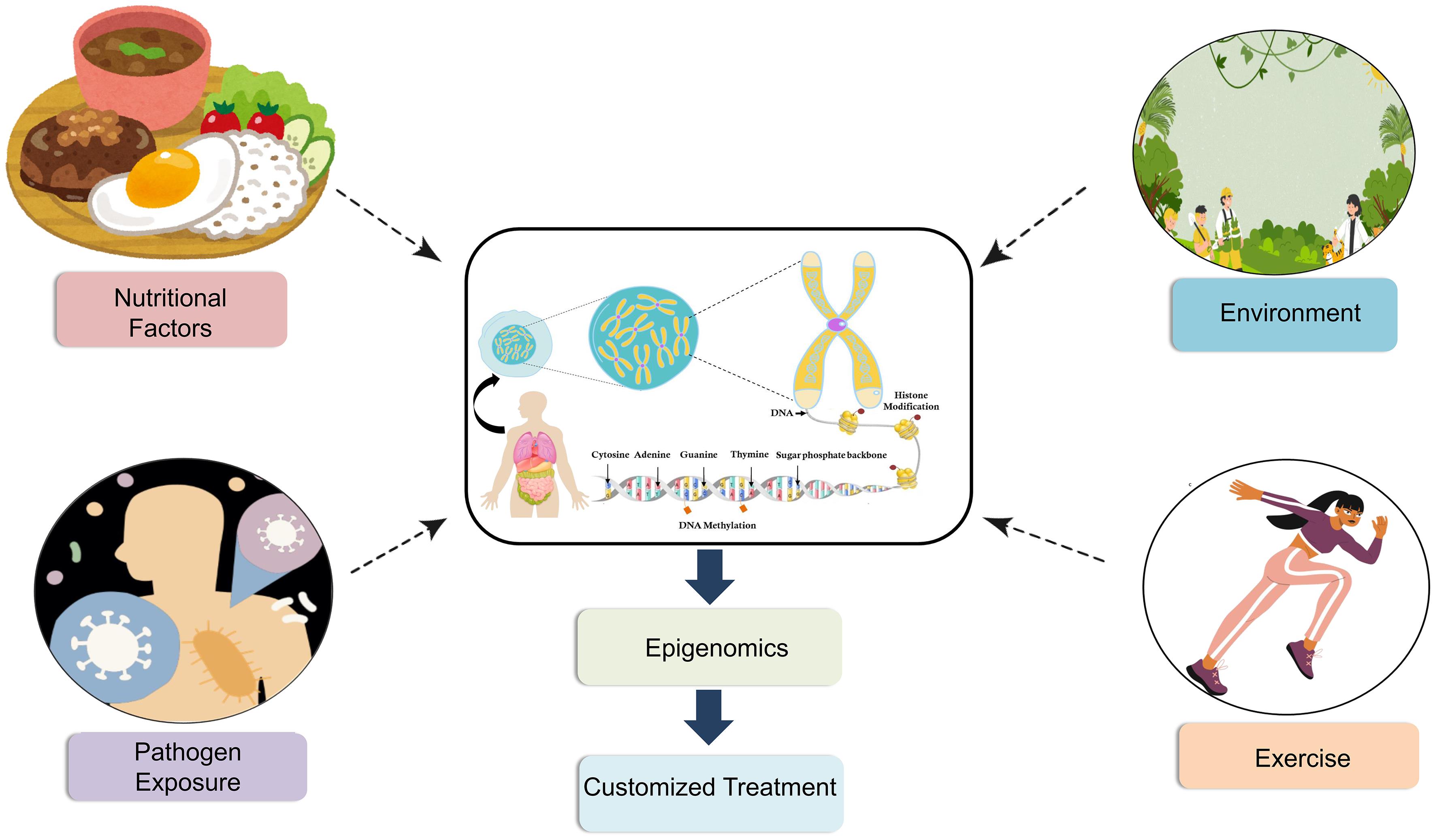 Impact of various factors on the expression of genome.