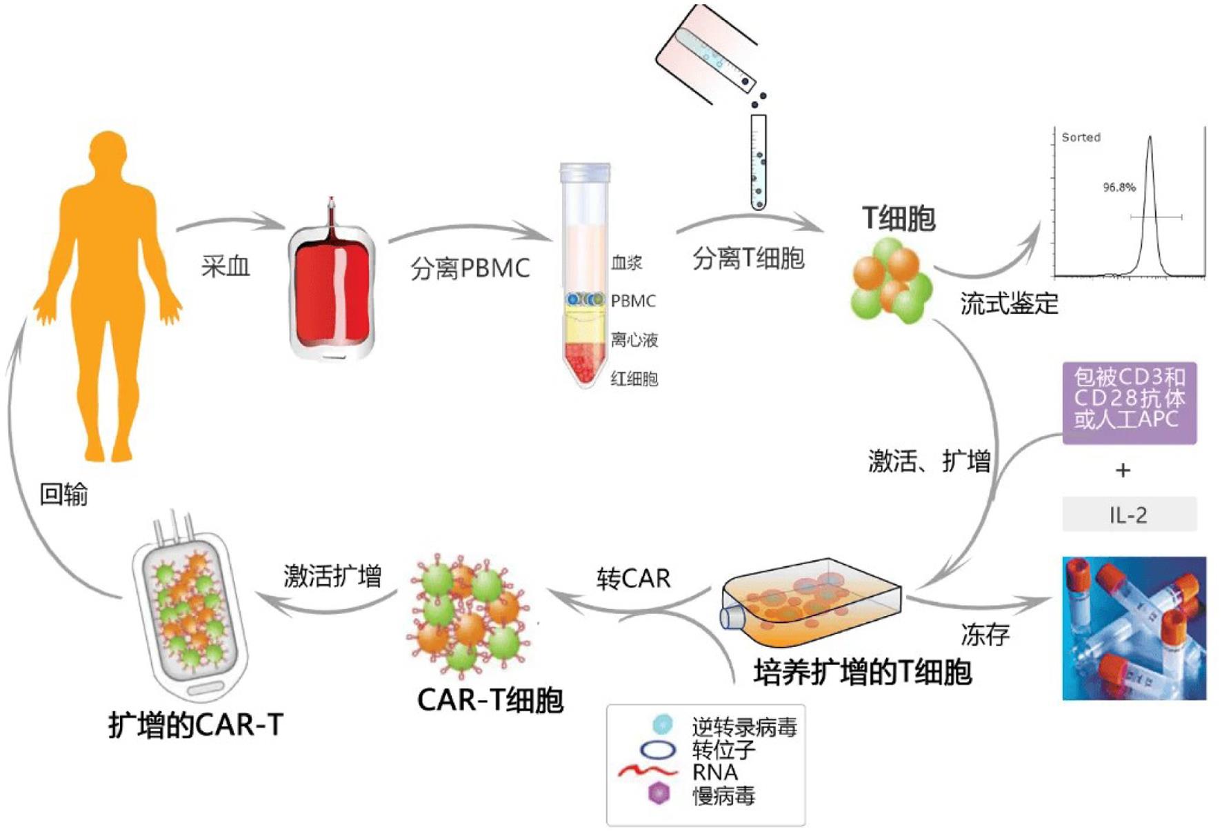 CAR-T疗法的原理（图片来自：全球重大突破！CAR-T治疗难治性红斑狼疮患儿取得历史性成果！_细胞_患者_改造）.
