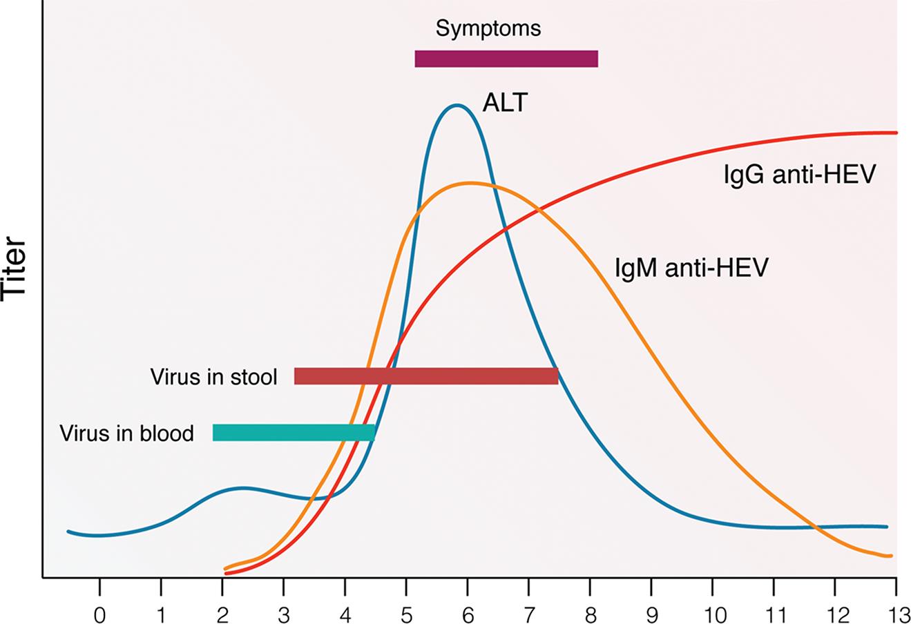 Appearance of virological markers and symptoms of HEV infection according to weeks after infection.