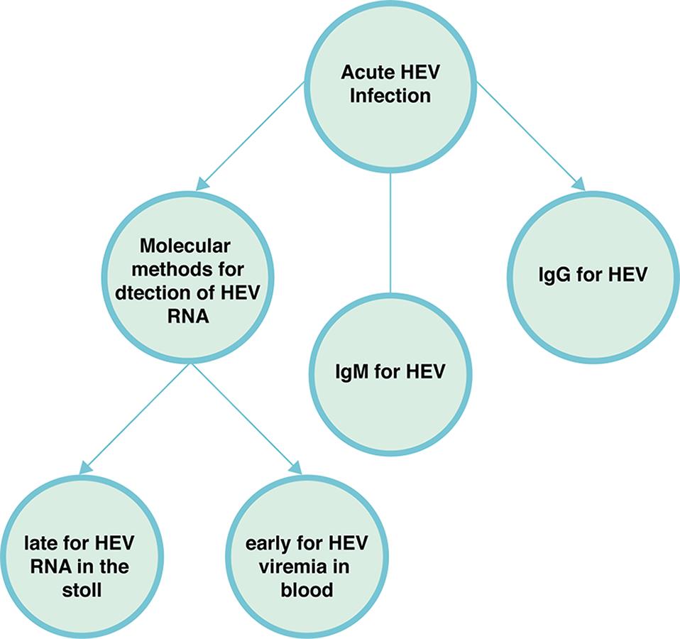 Laboratory diagnosis of HEV
