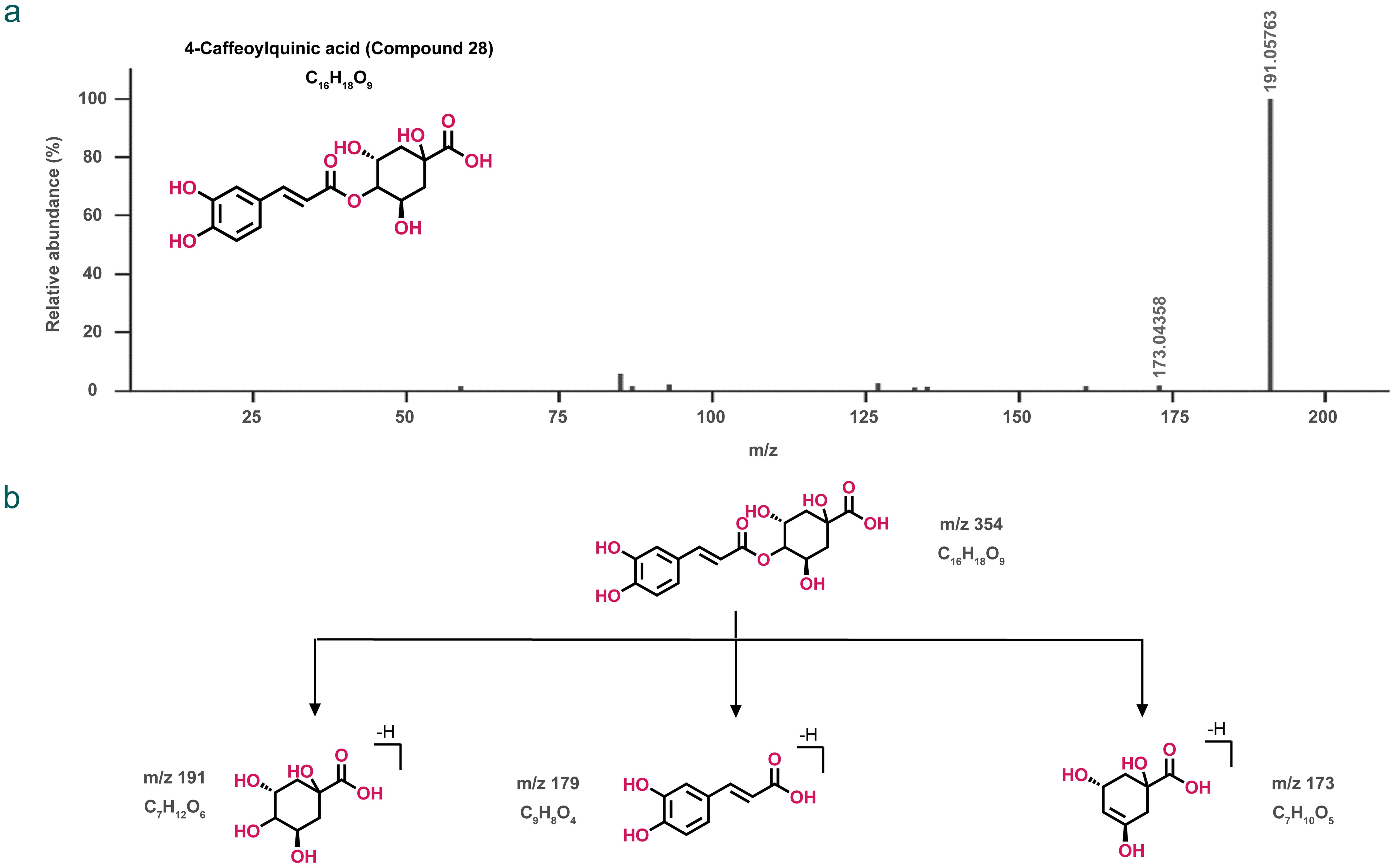 Fragmentation pattern of 4-caffeoylquinic acid (Compound 28).