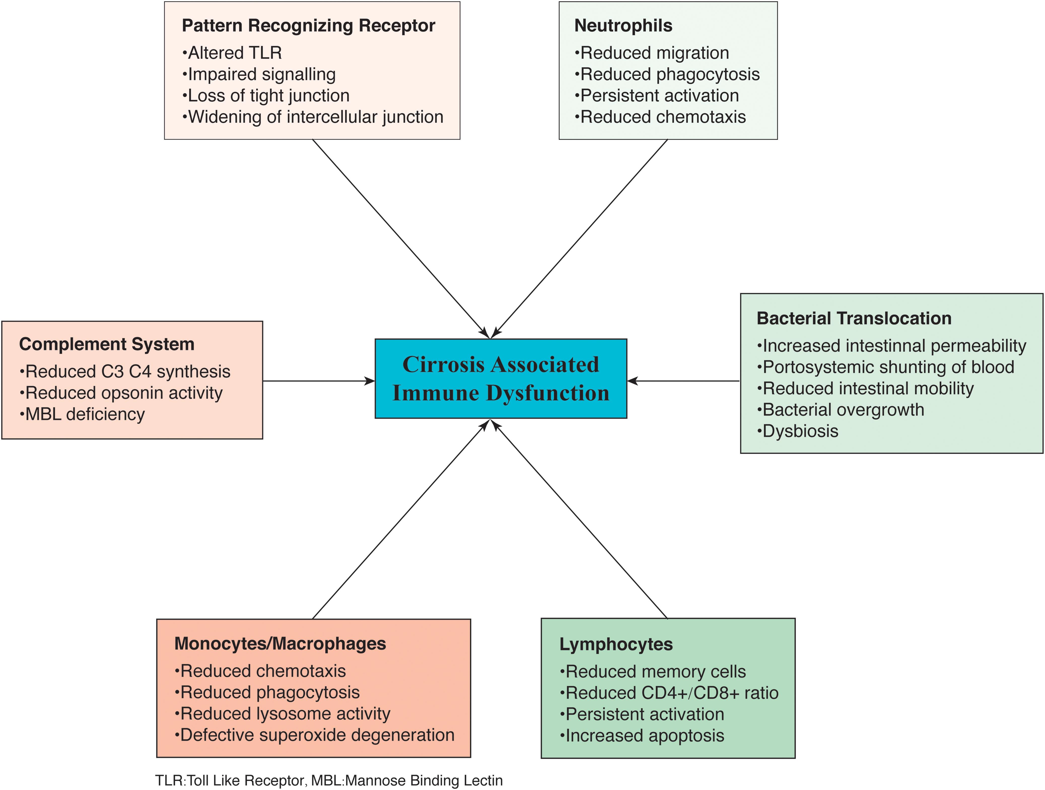 Mechanisms of immune dysfunction in cirrhosis.