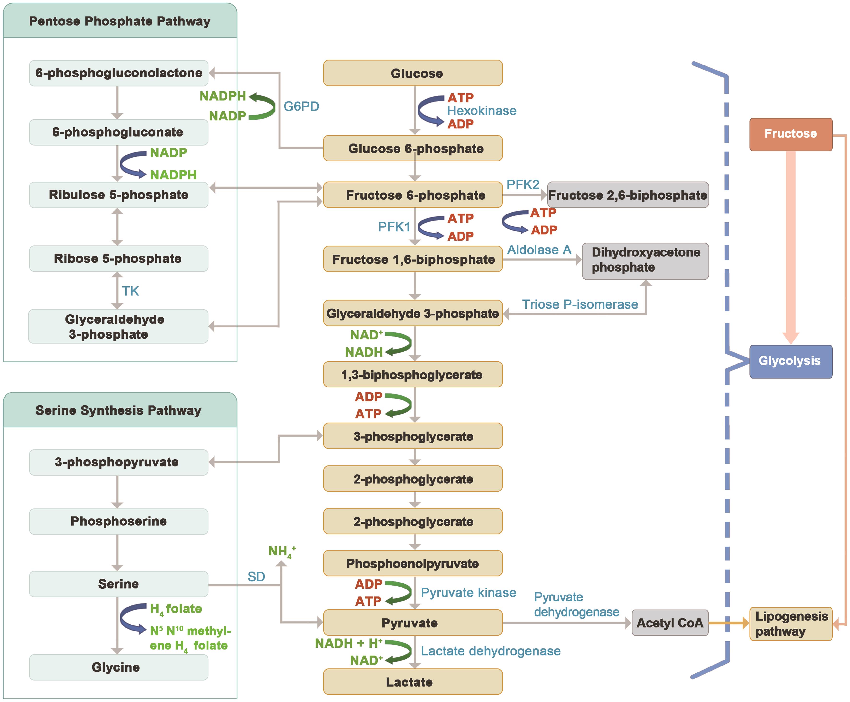 Fructose metabolism connected to glycolysis, the pentose phosphate pathway, and the serine synthesis pathway can provide the cellular constituents essential for malignant cells.