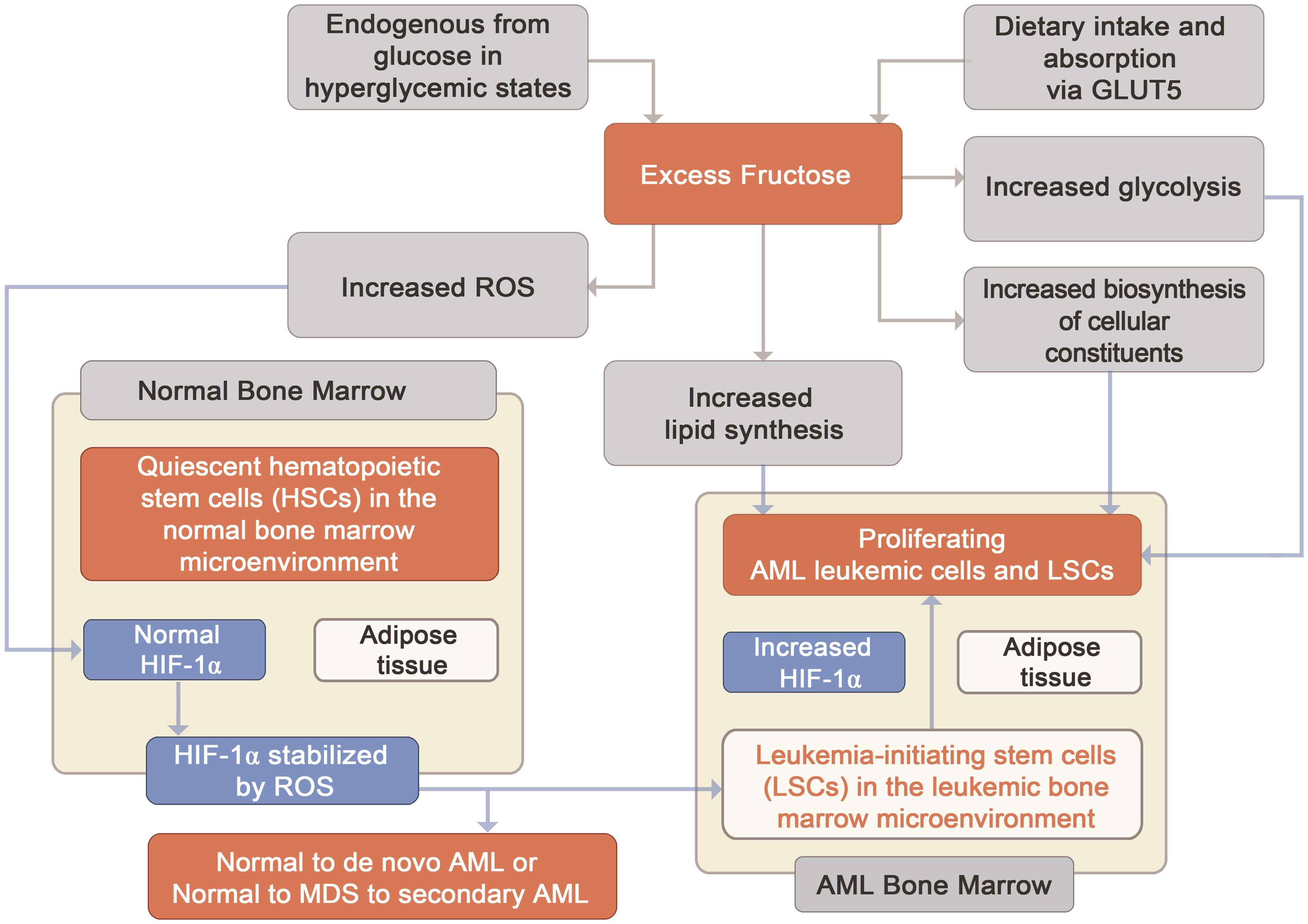 Prospective etiologic role of excess fructose in acute myeloid leukemia.