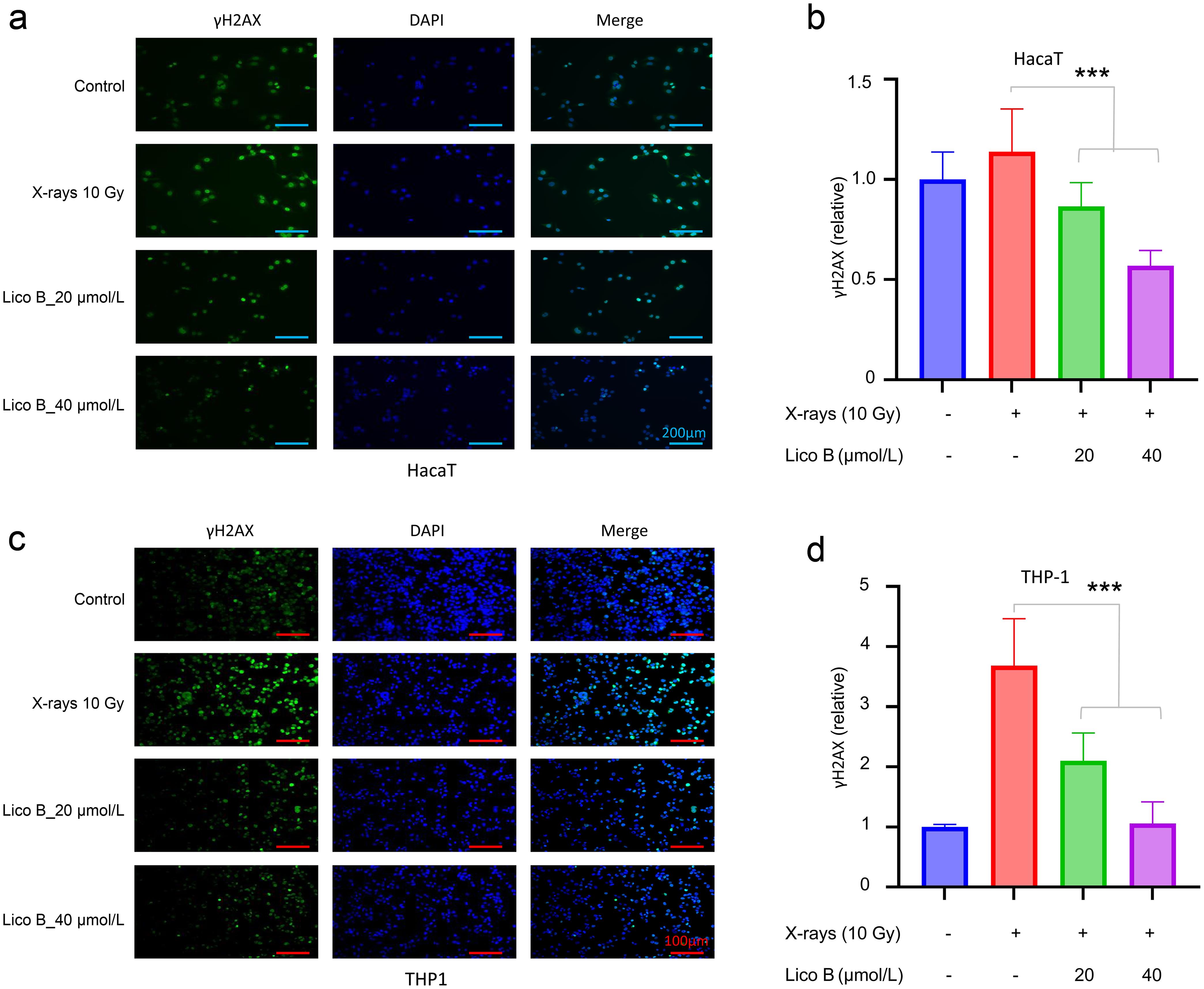 Licochalcone B reduced DNA damage.