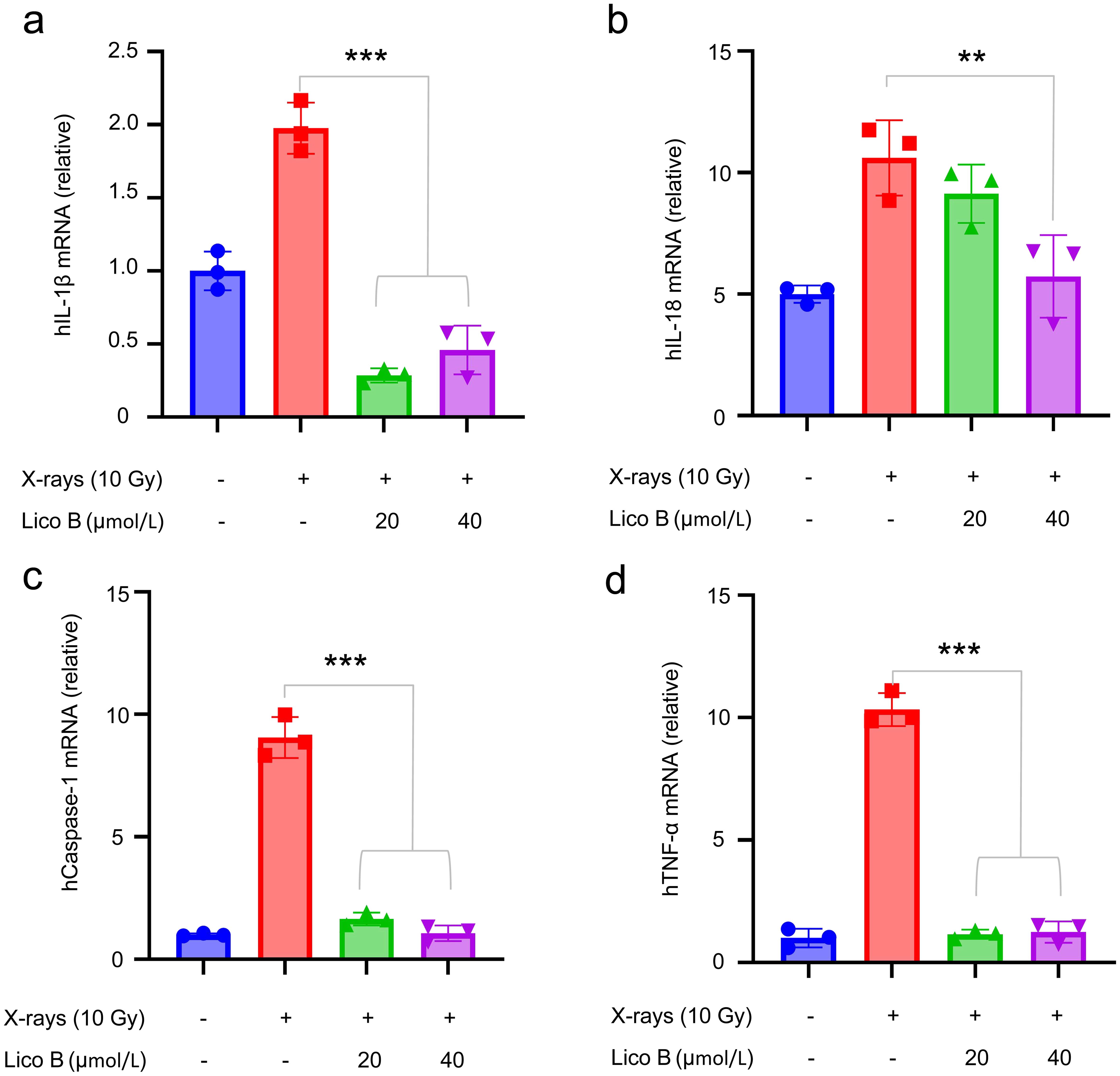 Licochalcone B inhibited the release of inflammatory factors induced by X-ray in THP-1 cells.