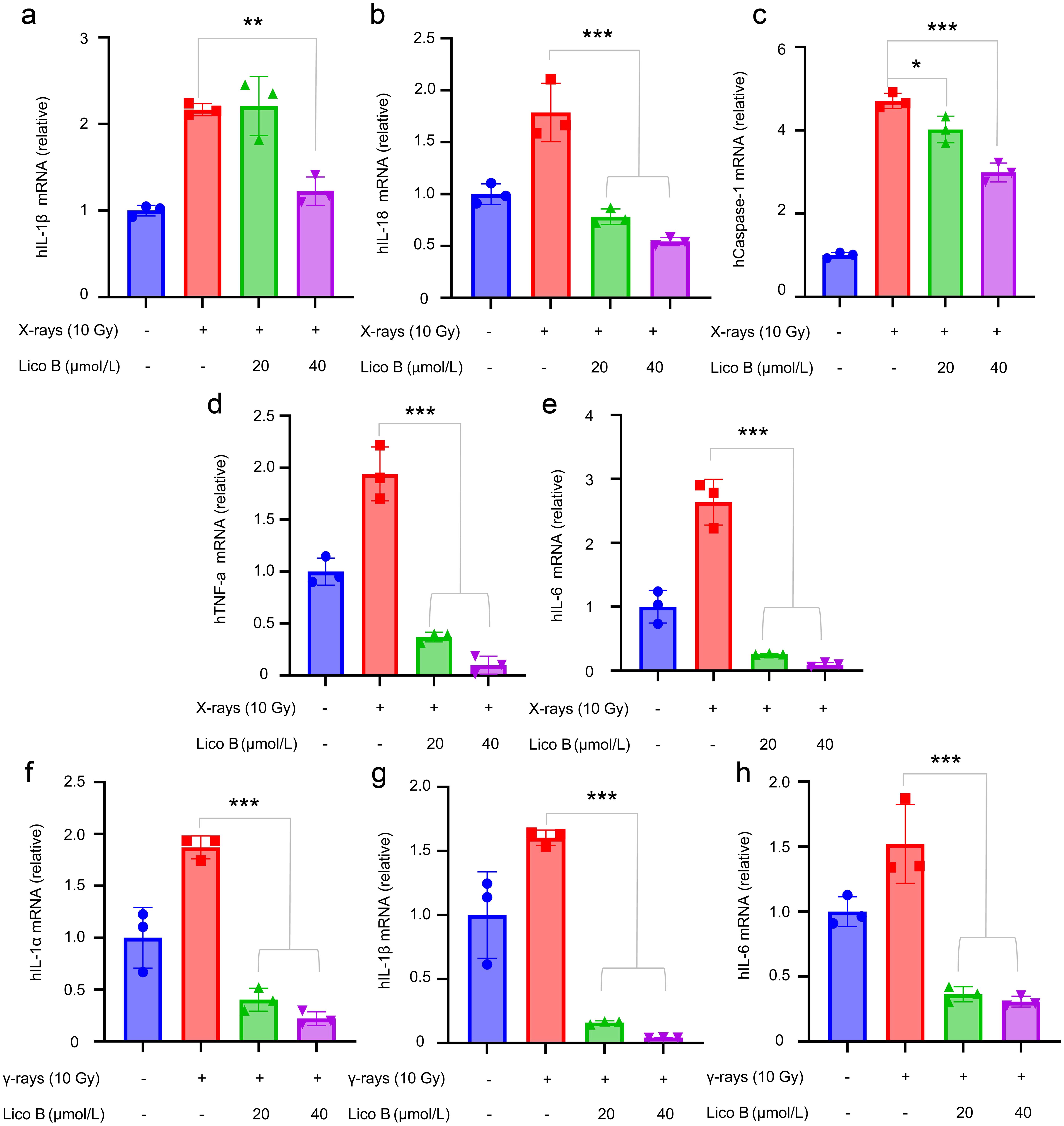 Licochalcone B inhibited the release of inflammatory factors induced by X-ray and γ-ray in Hacat cells.