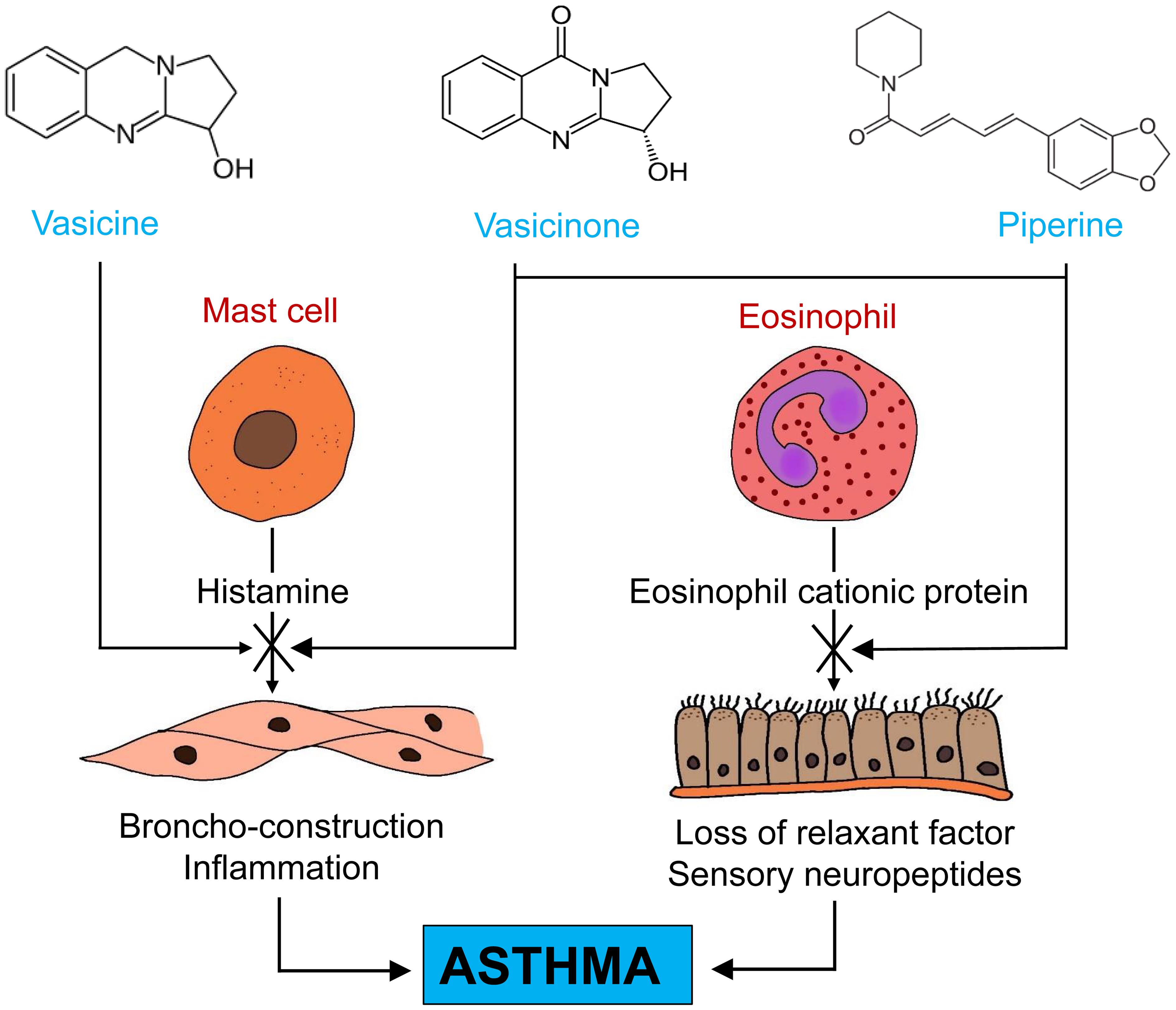 Schematic diagram of the possible mechanism of action of the Vasavaleha syrup.