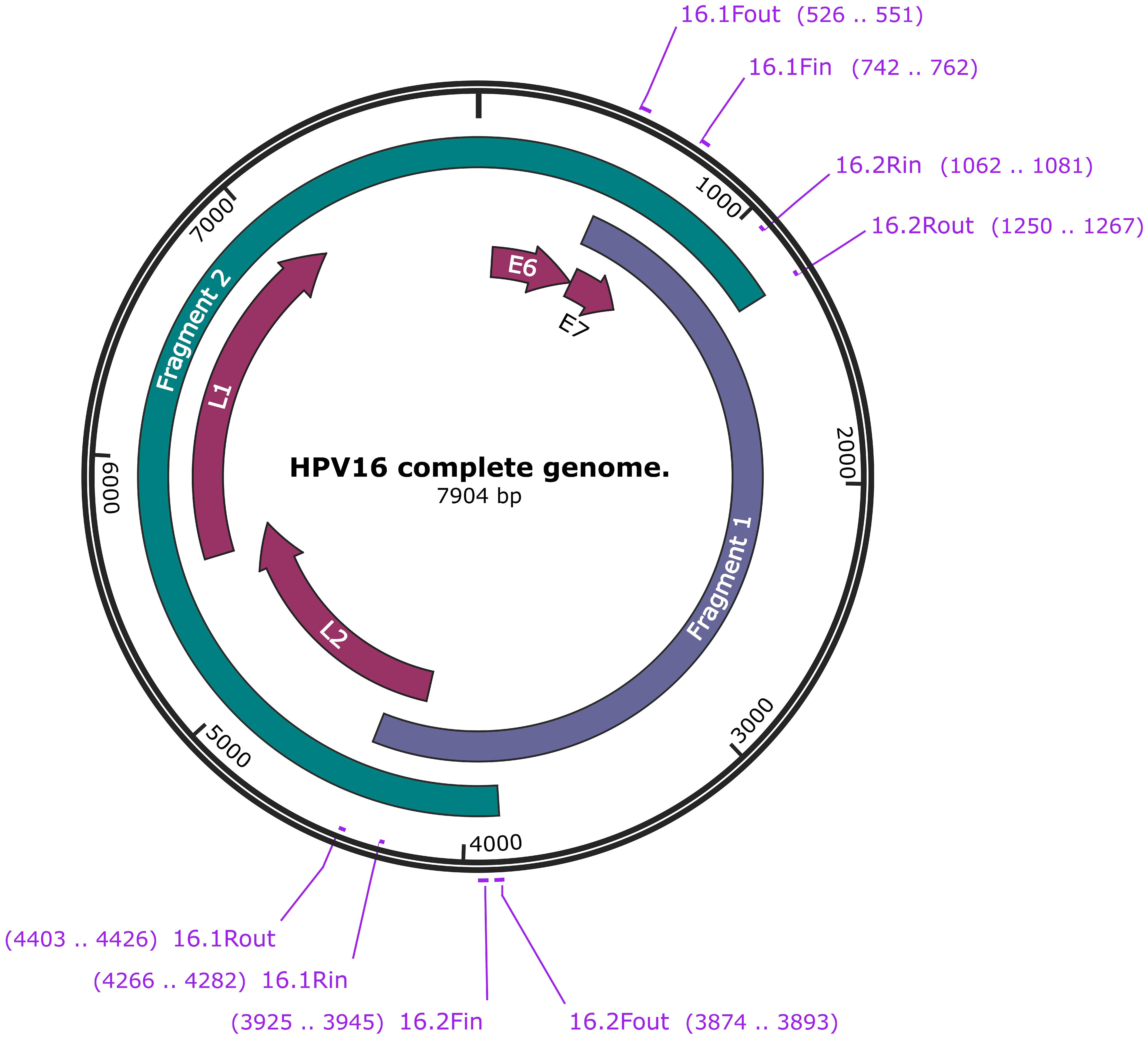 Schematic representation of the location of the two-segment primers in the HPV16 genome.