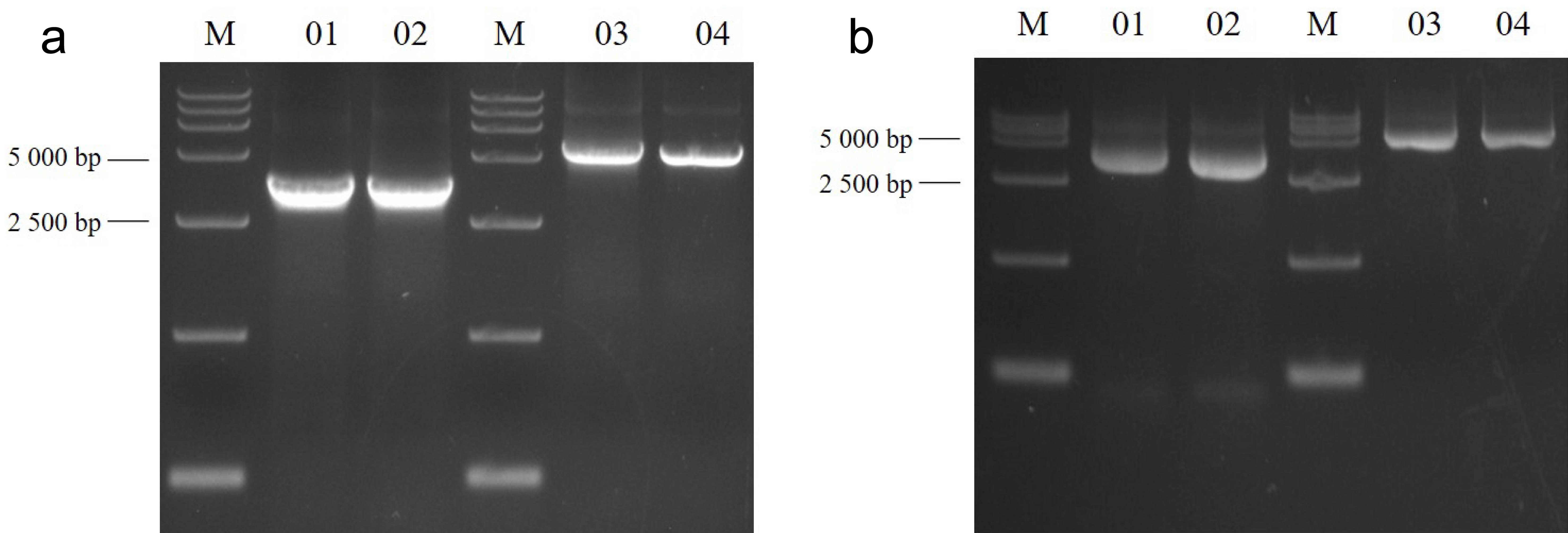 Agarose gel electrophoresis of two-segment products of HPV16 full genome amplified by Thermo Fisher (a) and Vazyme (b) DNA polymerases.