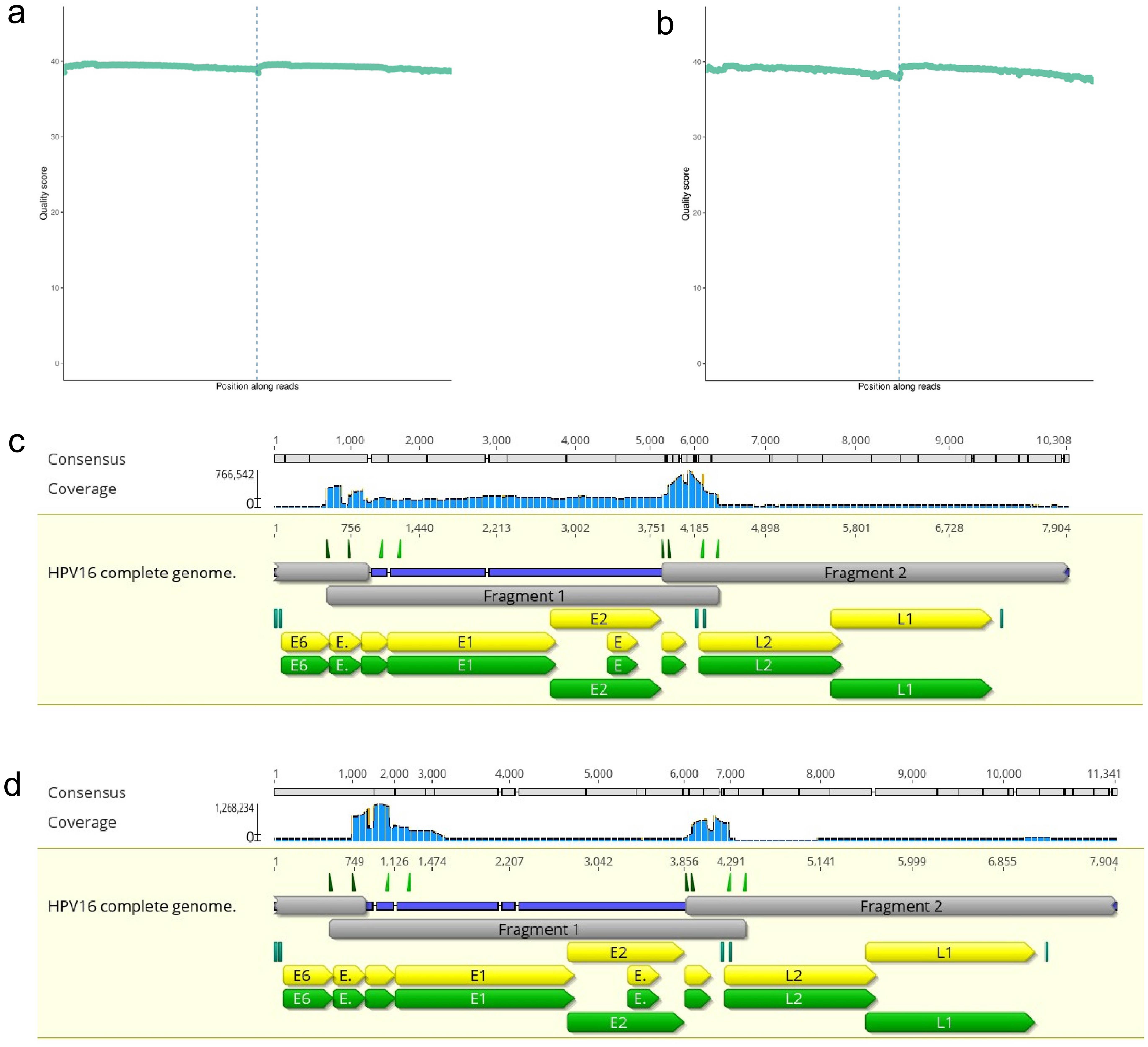 Illumina sequencing validation results of HPV16 amplified products.