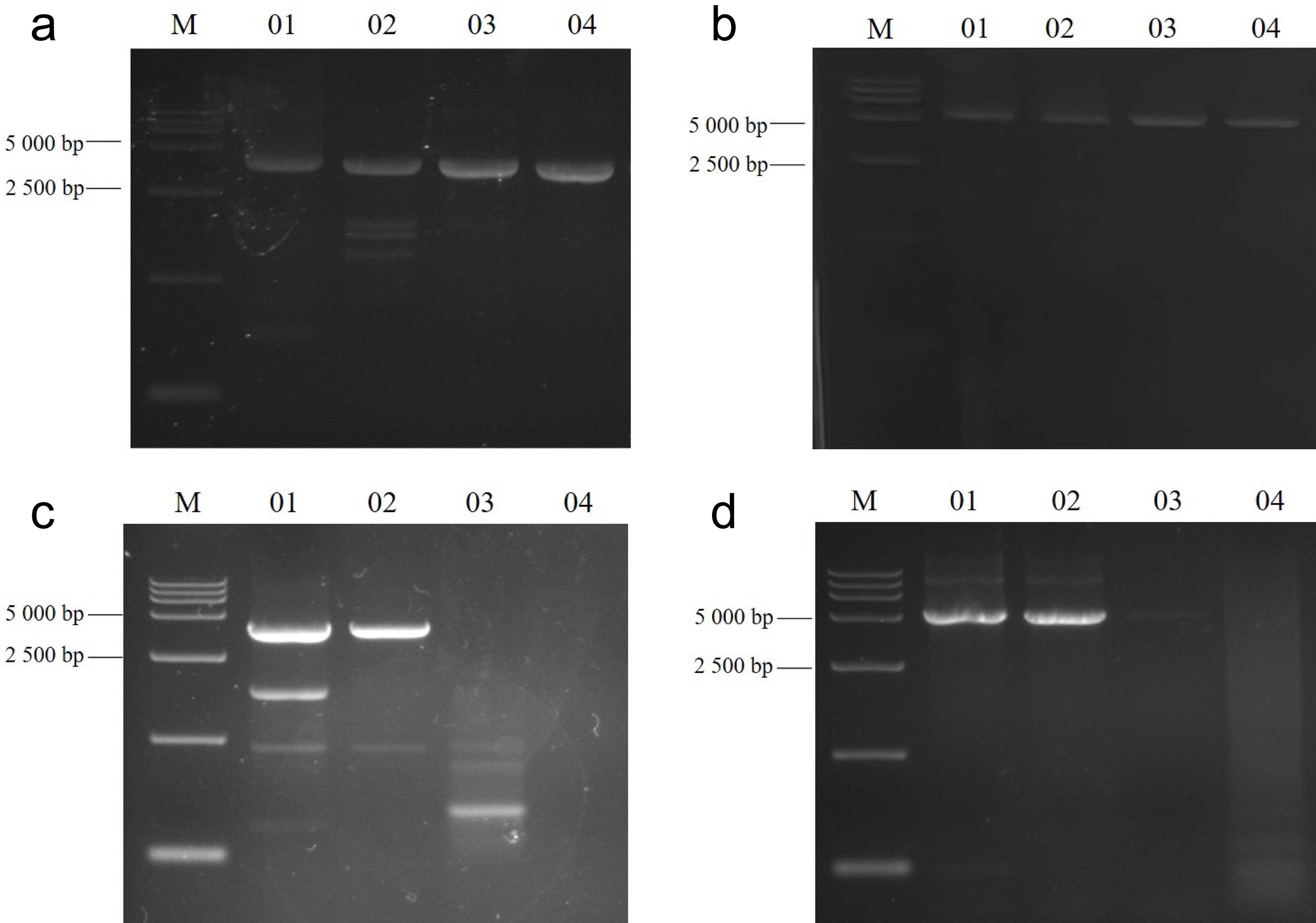Amplification results of two DNA polymerases on HPV16 samples with different concentrations (representative electrophoresis image of four replicate experiments; the band pattern is consistent with the overall trend of all repeats).