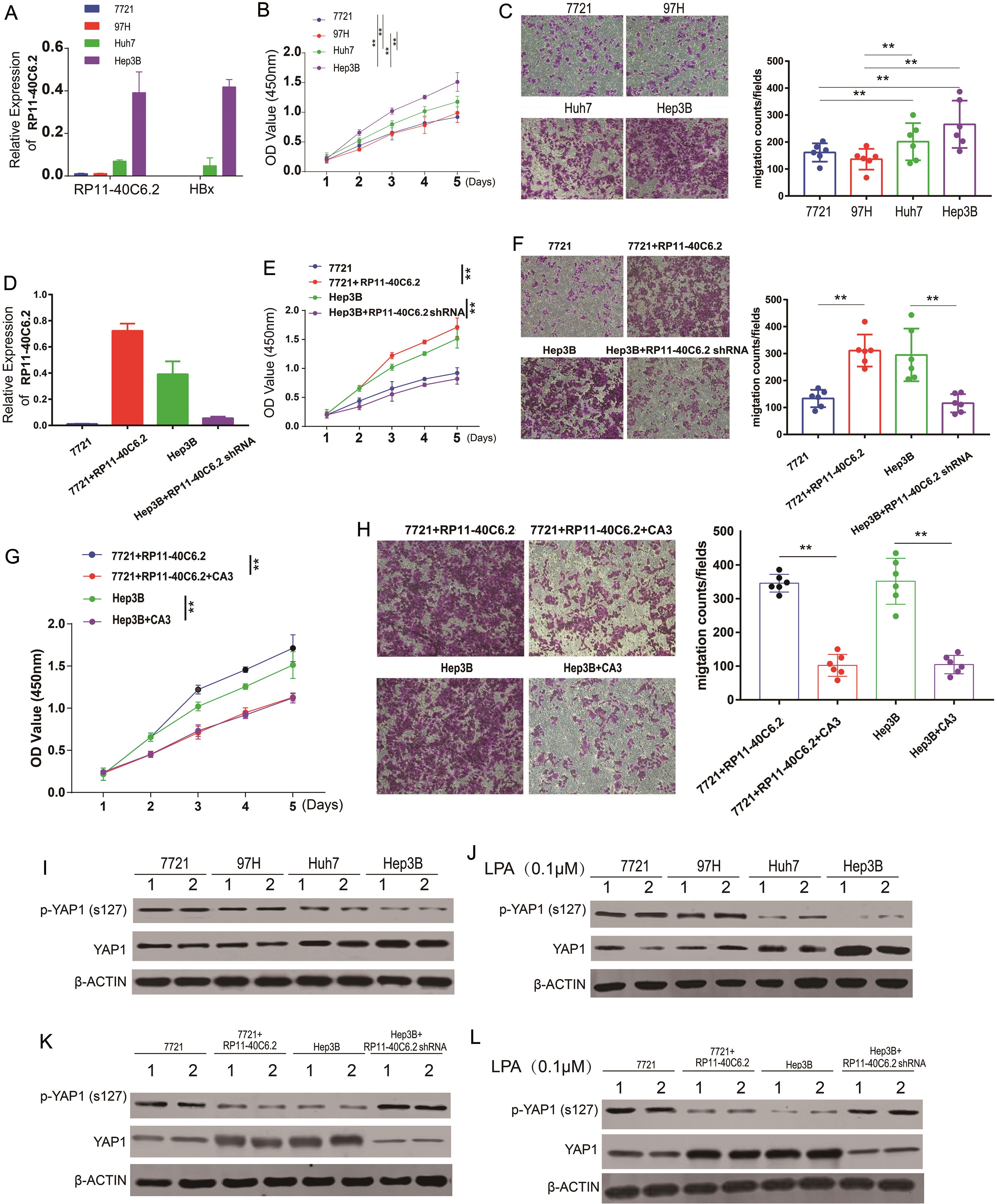 RP11-40C6.2 enhances the proliferation and invasiveness of HCC cells by YAP1 activation.
